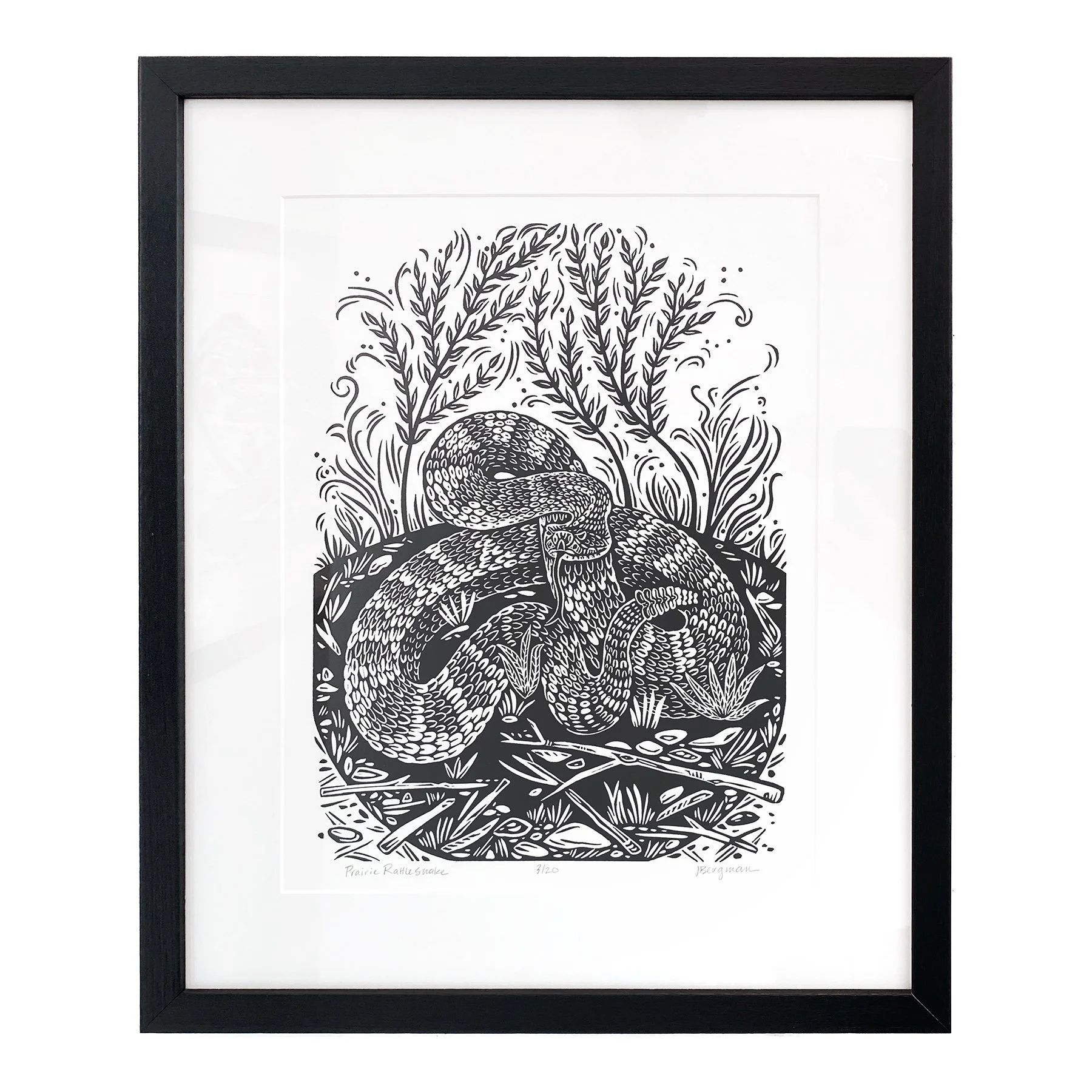 Prairie Rattlesnake framed sm.jpg