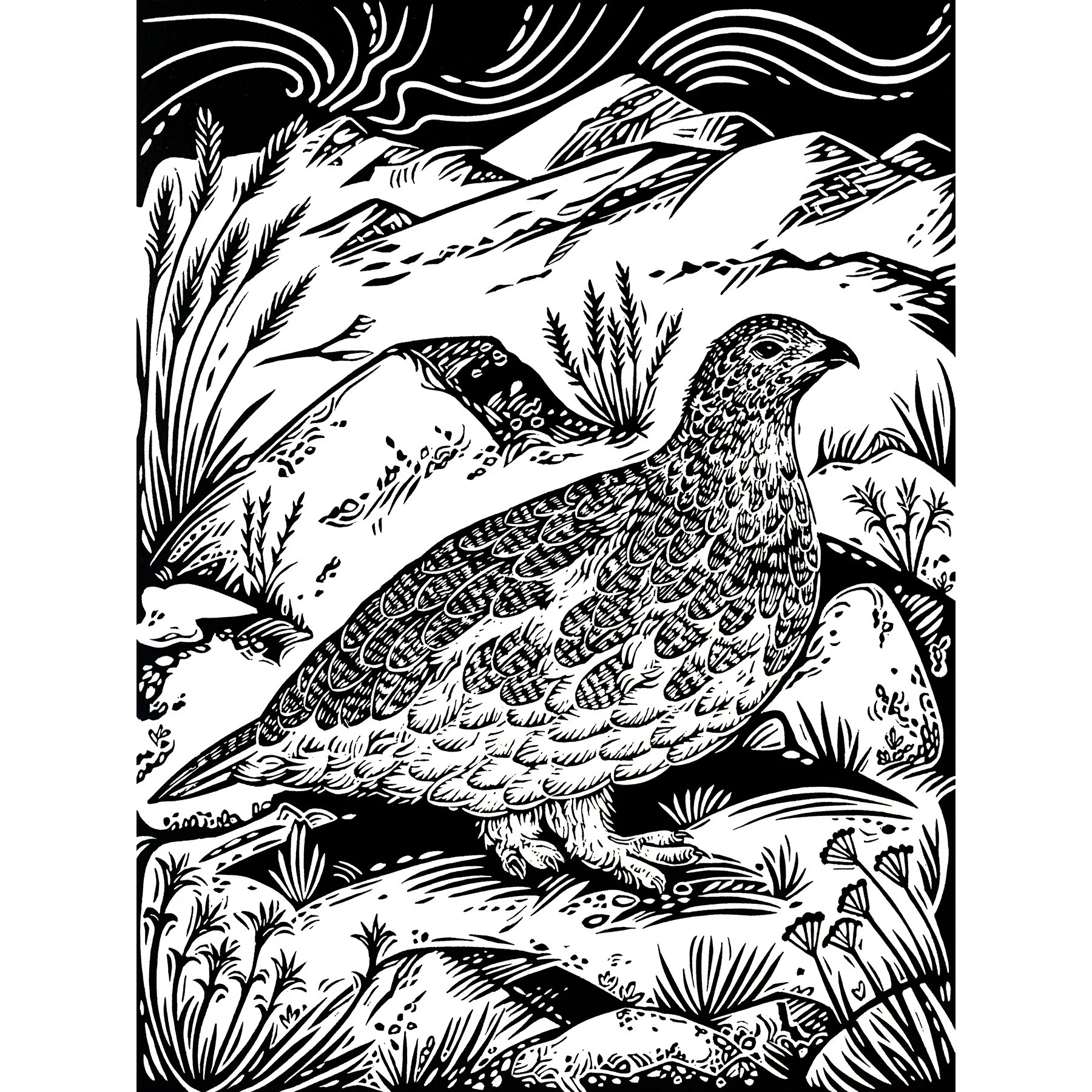 White-tailed Ptarmigan photo sq.jpg