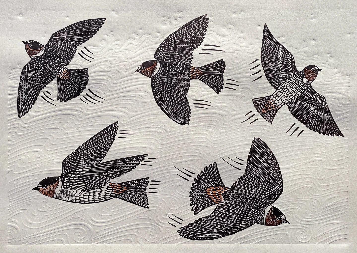 Cliff Swallows Over The River.jpg