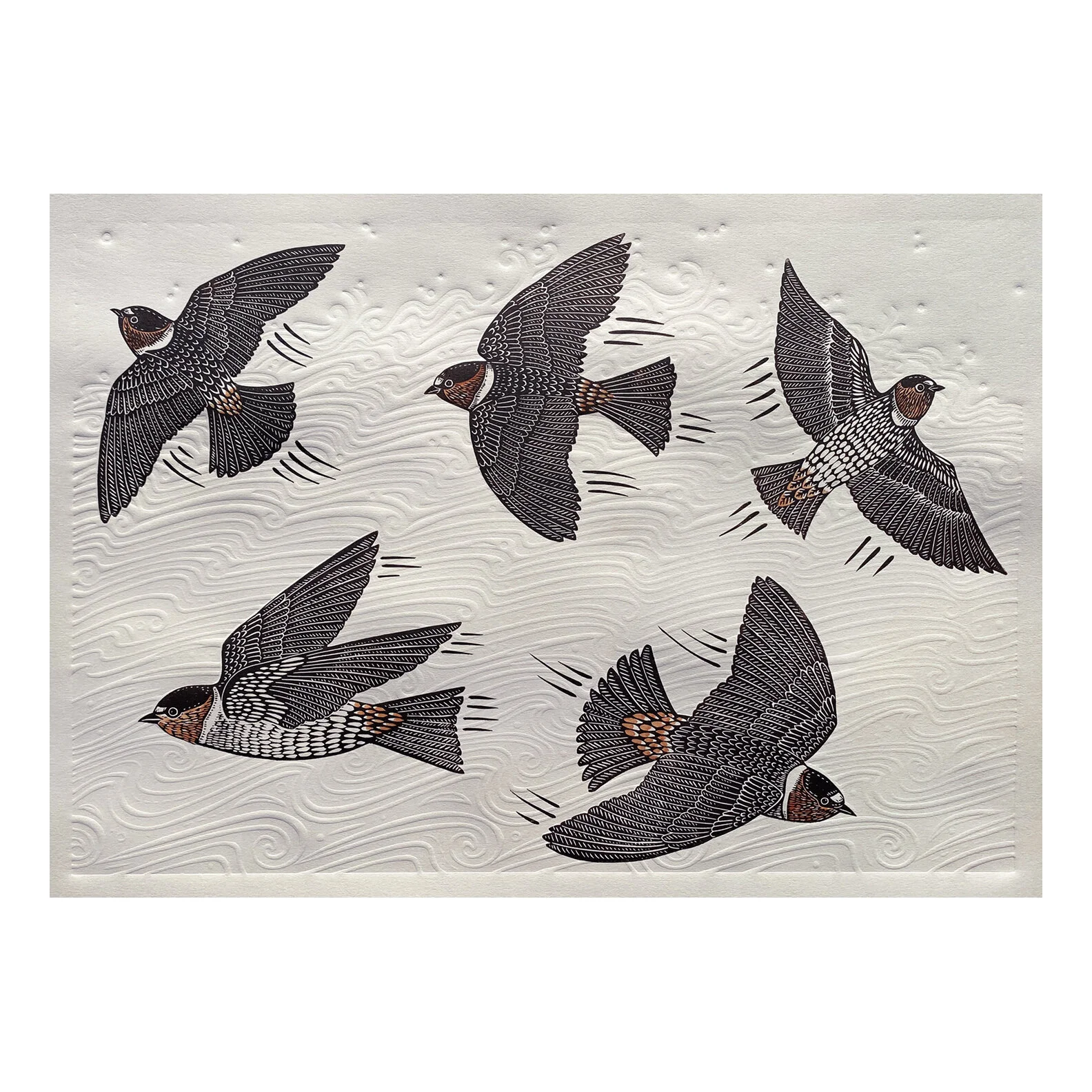 Cliff Swallows Over The River square.jpg