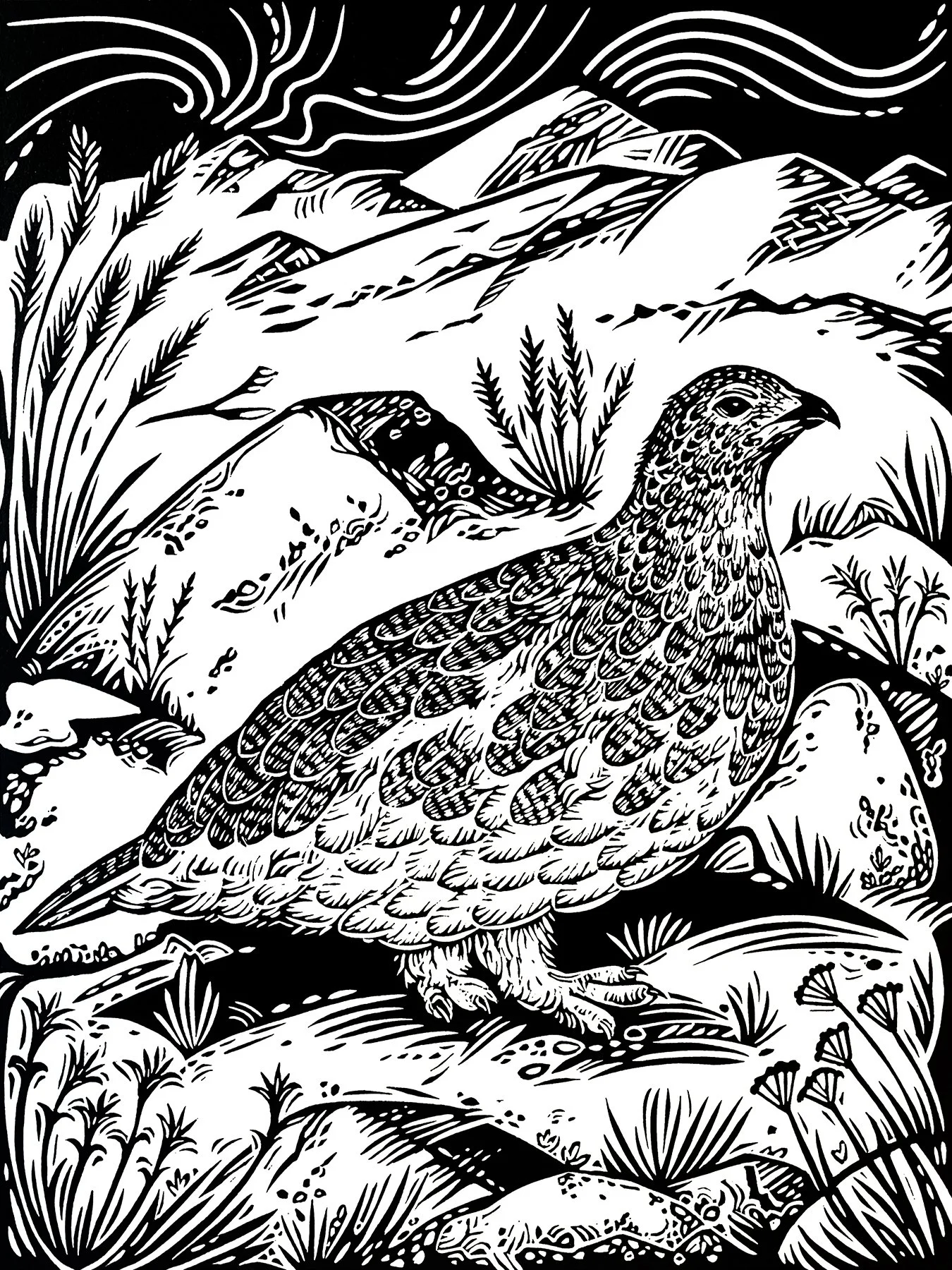 White-tailed Ptarmigan photo sm.jpg