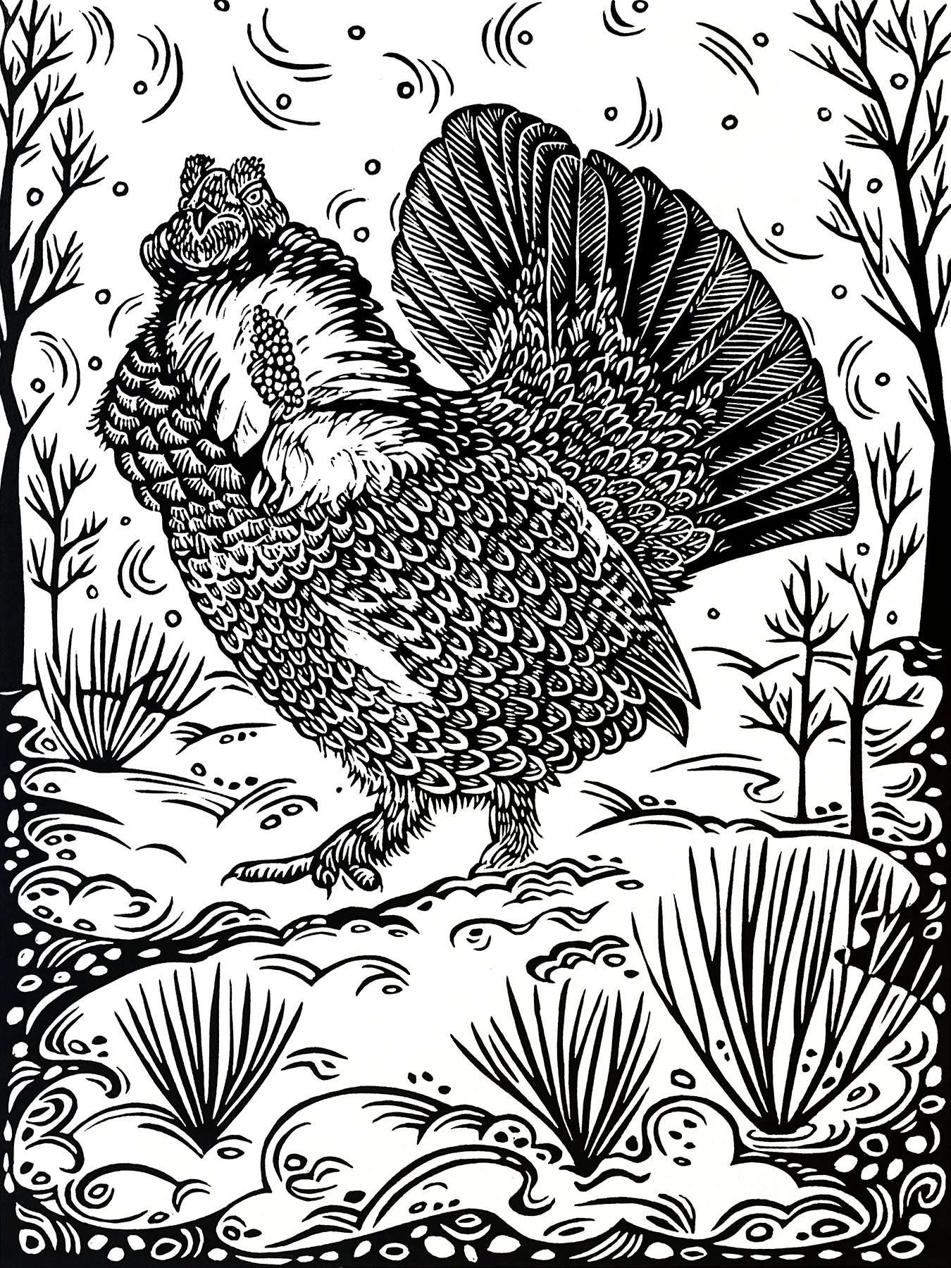 Dusky Grouse photo sm.jpg