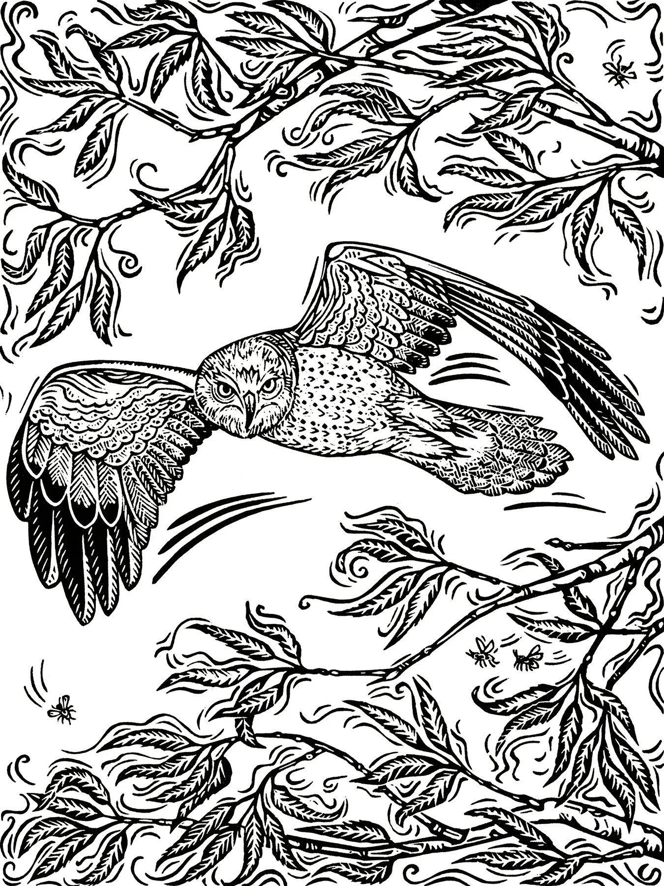 Northern Harrier Hawk sm.jpg