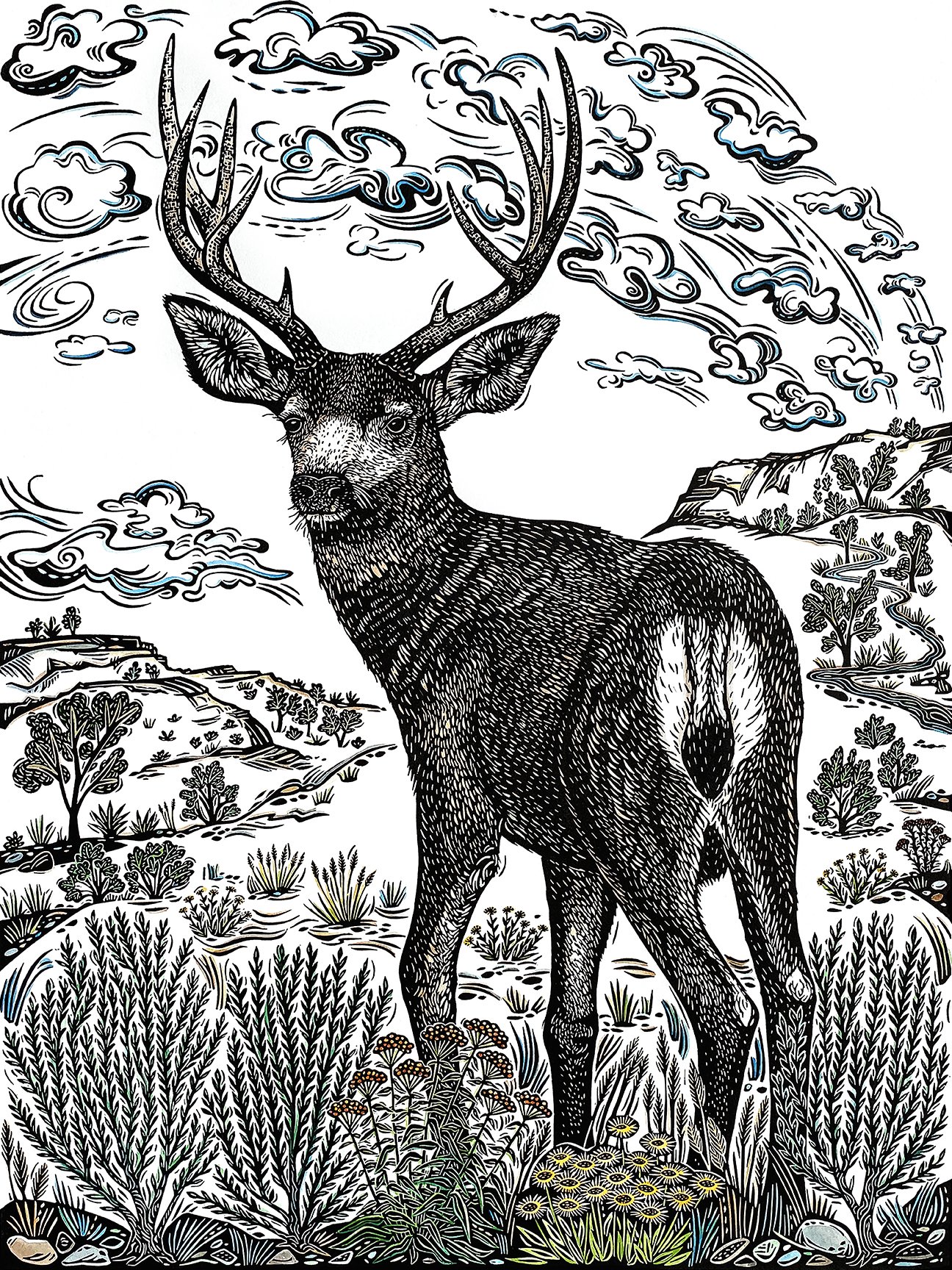 Mule Deer