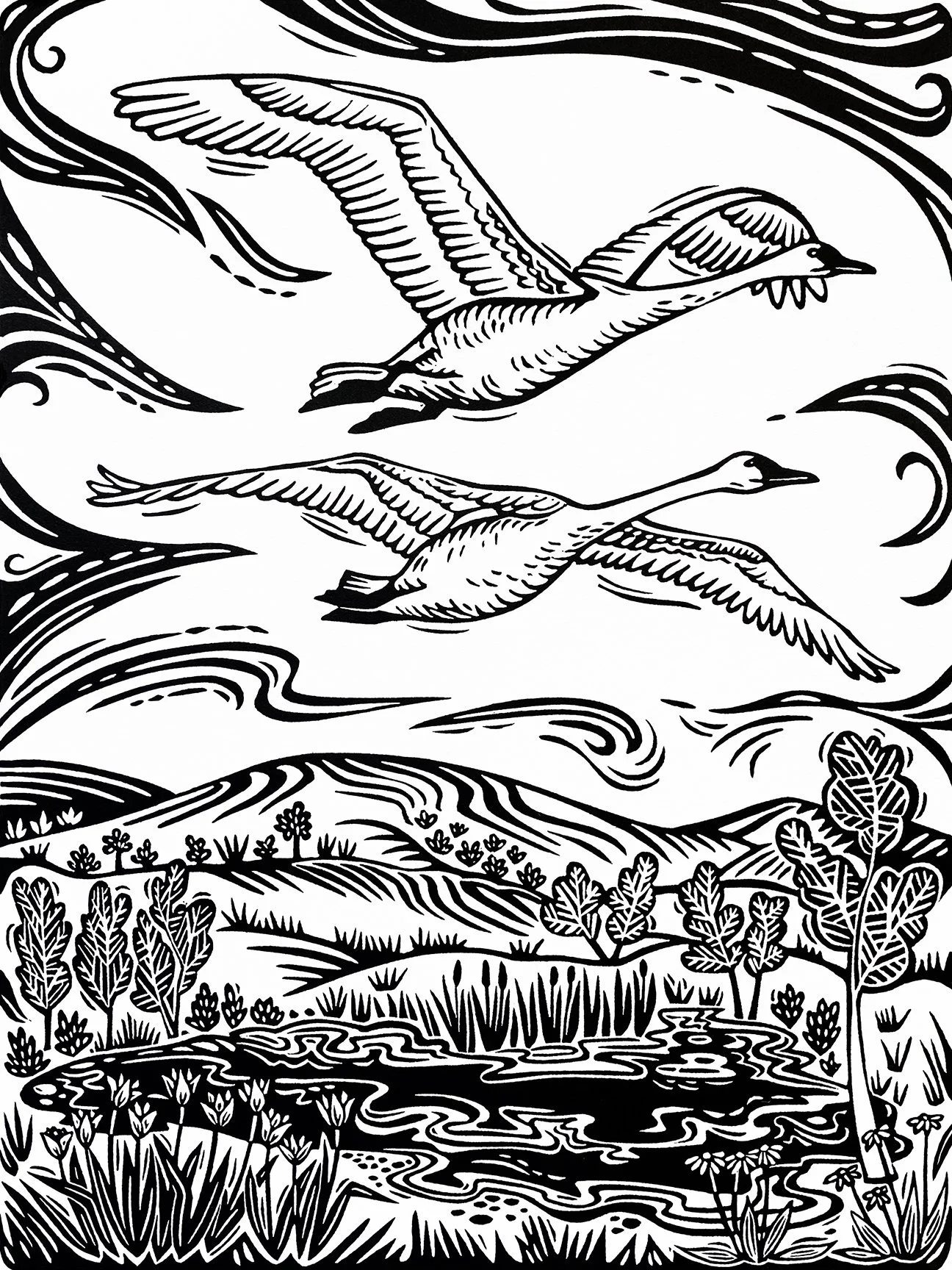 Trumeter Swans