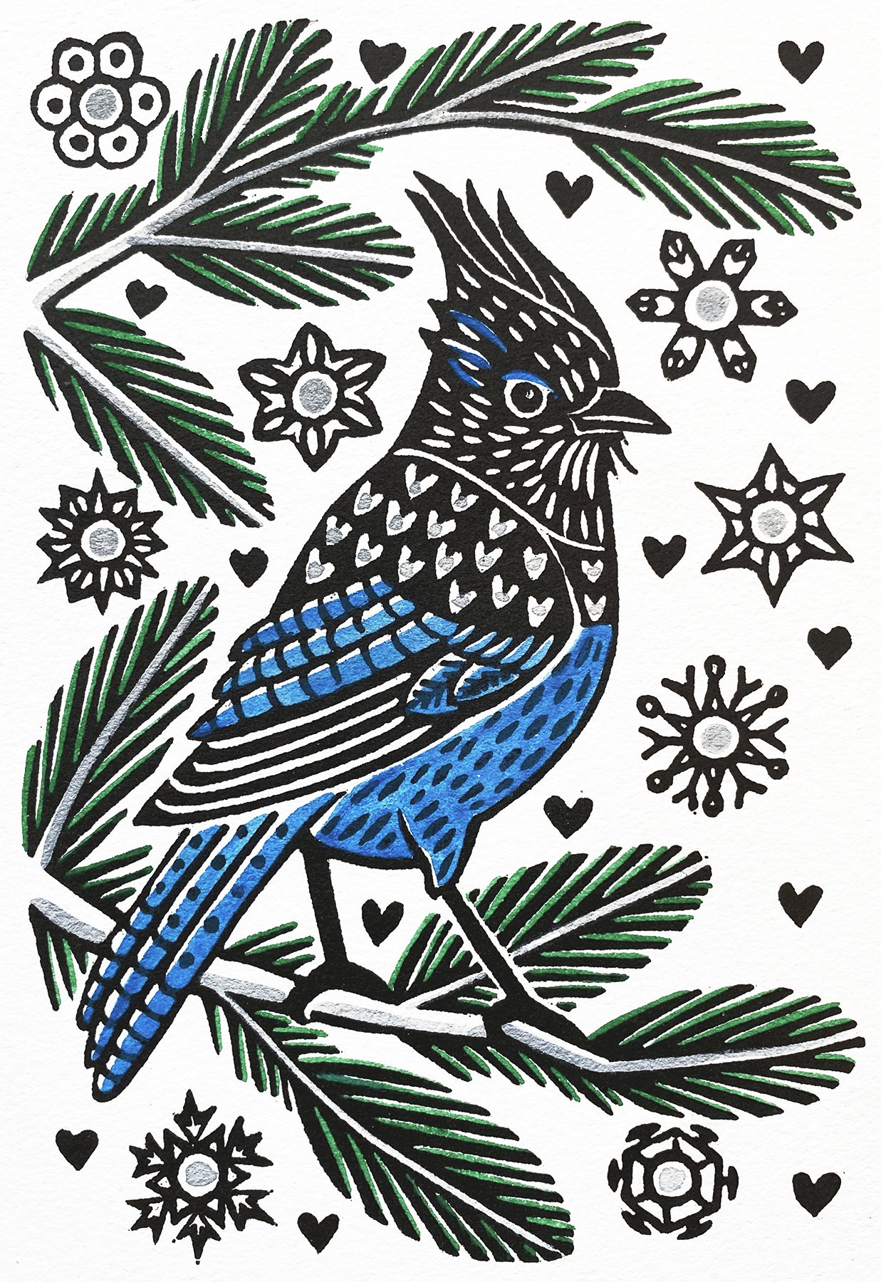 Stellar Jay