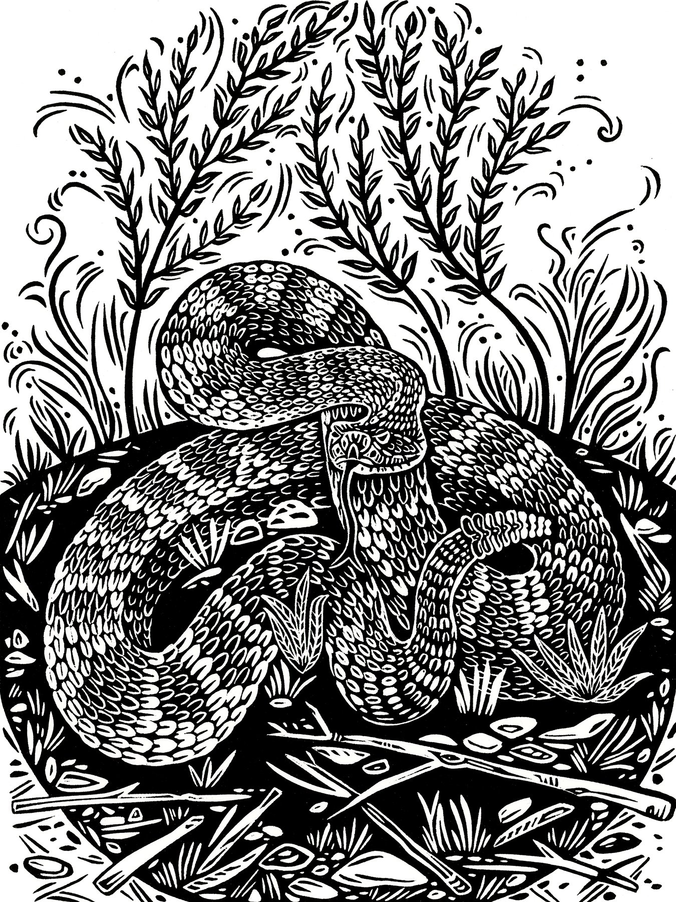 Prairie Rattlesnake