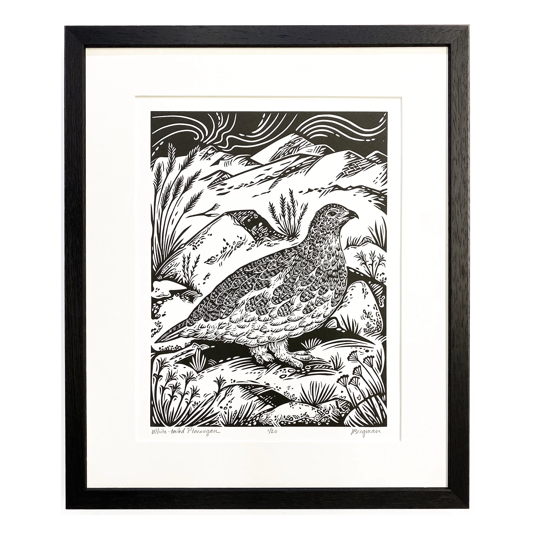 White-tailed Ptarmigan 1-20 framed sm.jpg