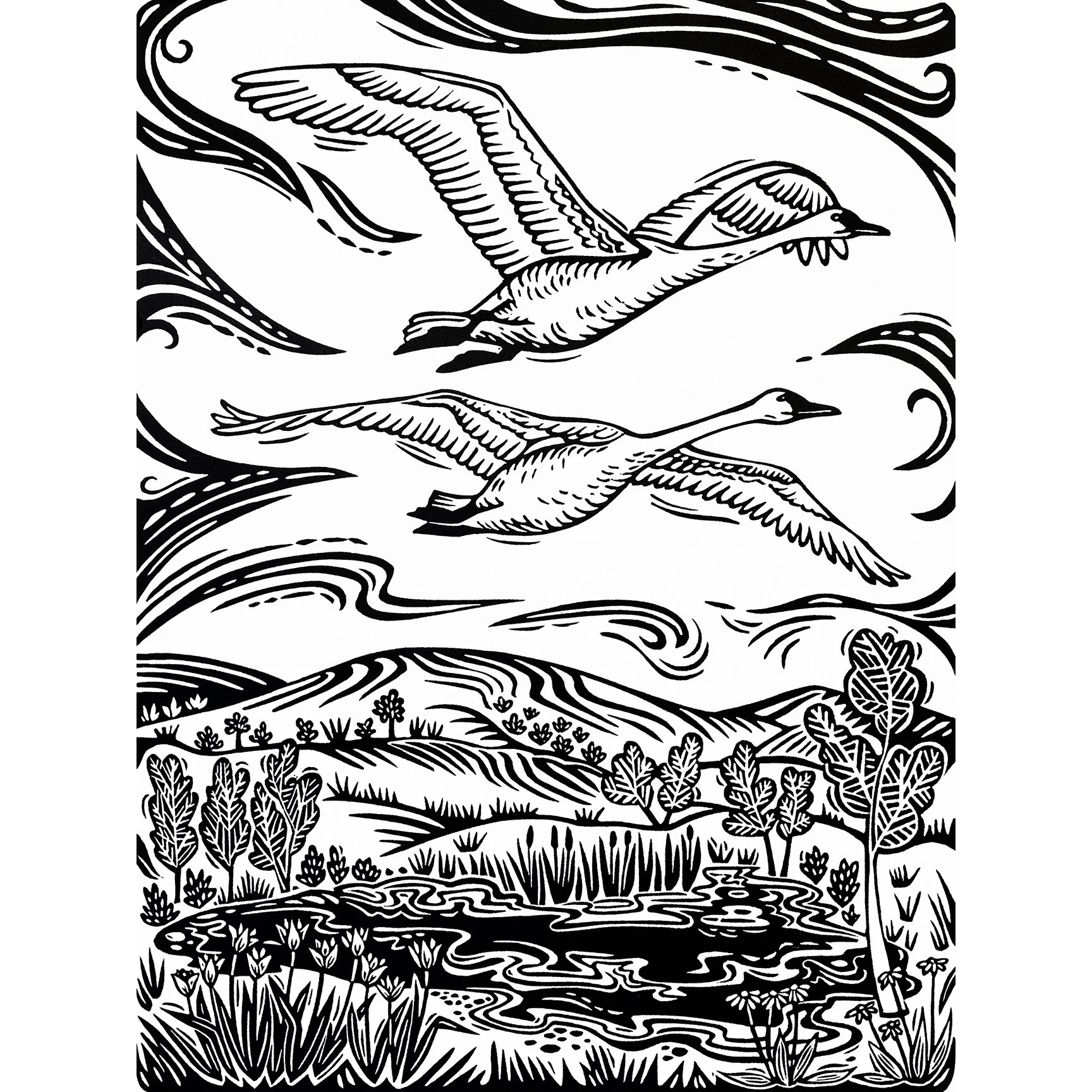 Trumpeter Swans sq.jpg