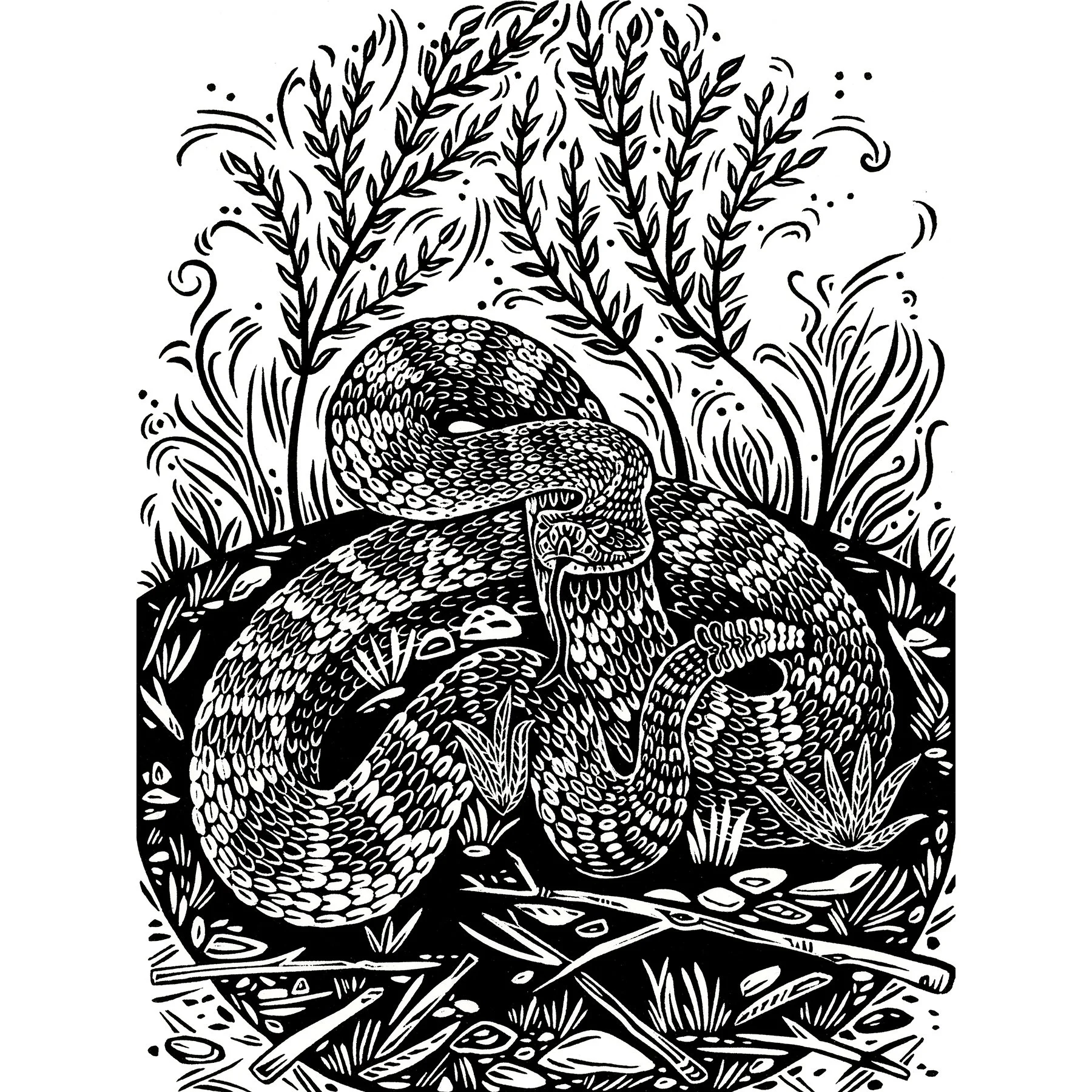 Prairie Rattlesnake sq.jpg