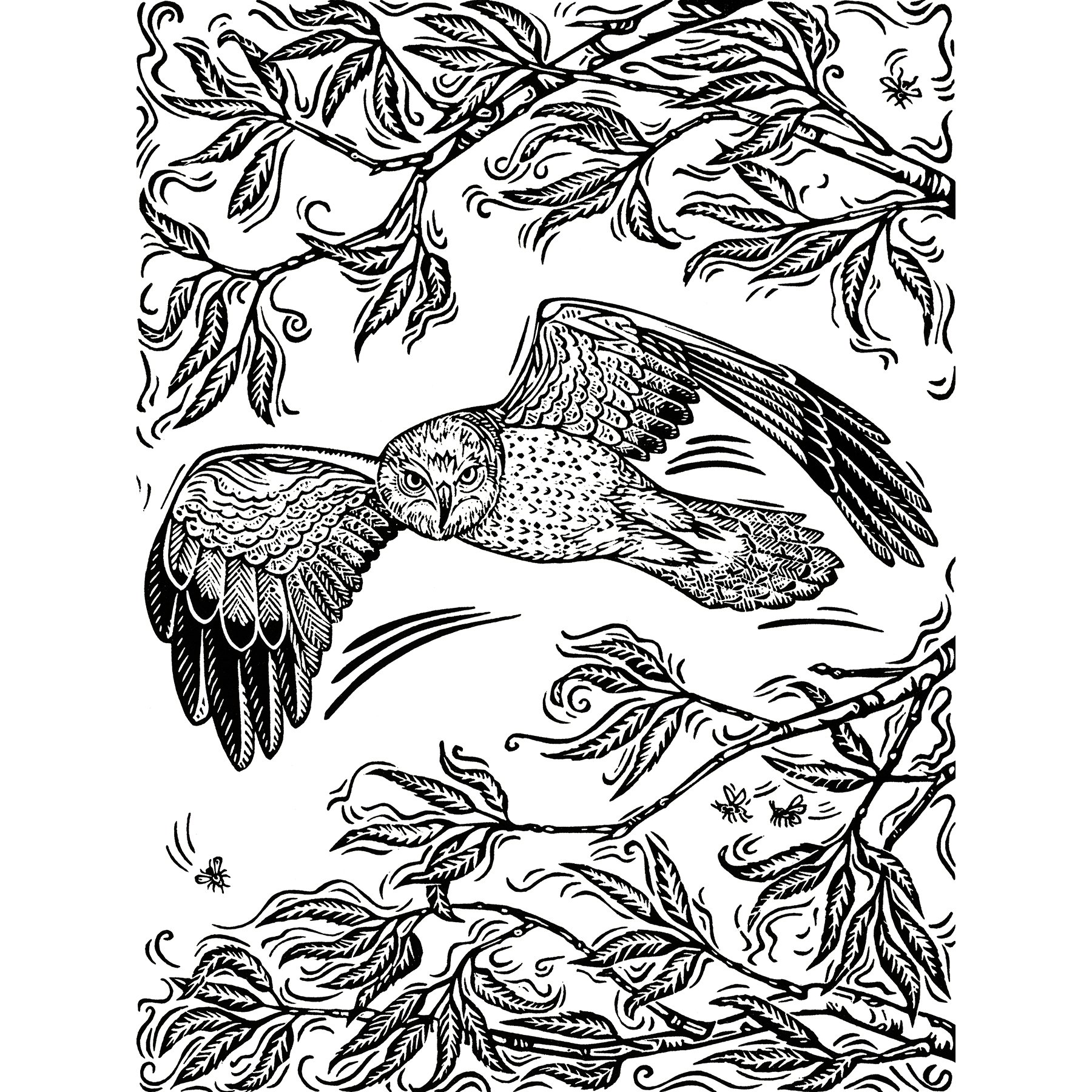 Northern Harrier Hawk sq.jpg