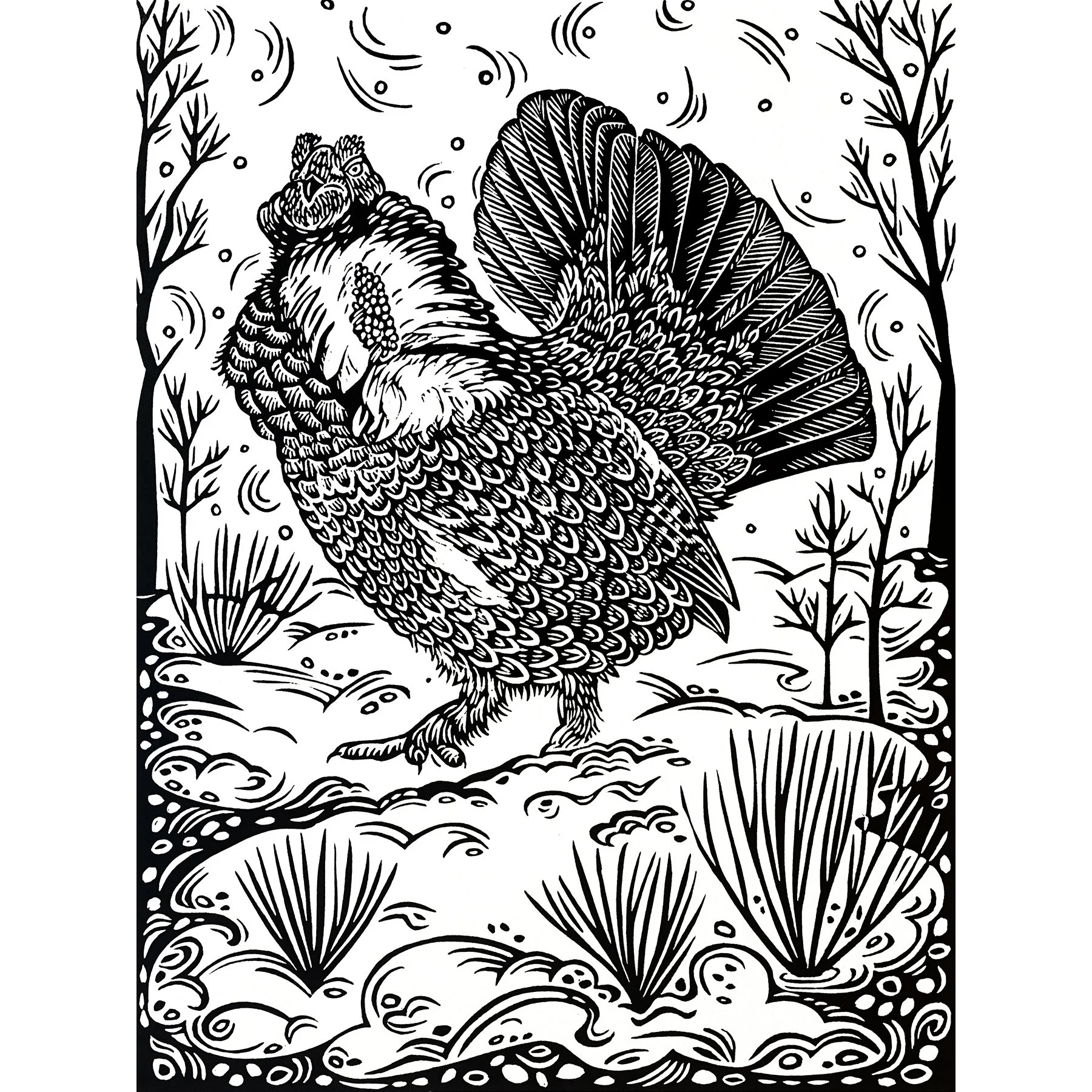 Dusky Grouse photo sq.jpg