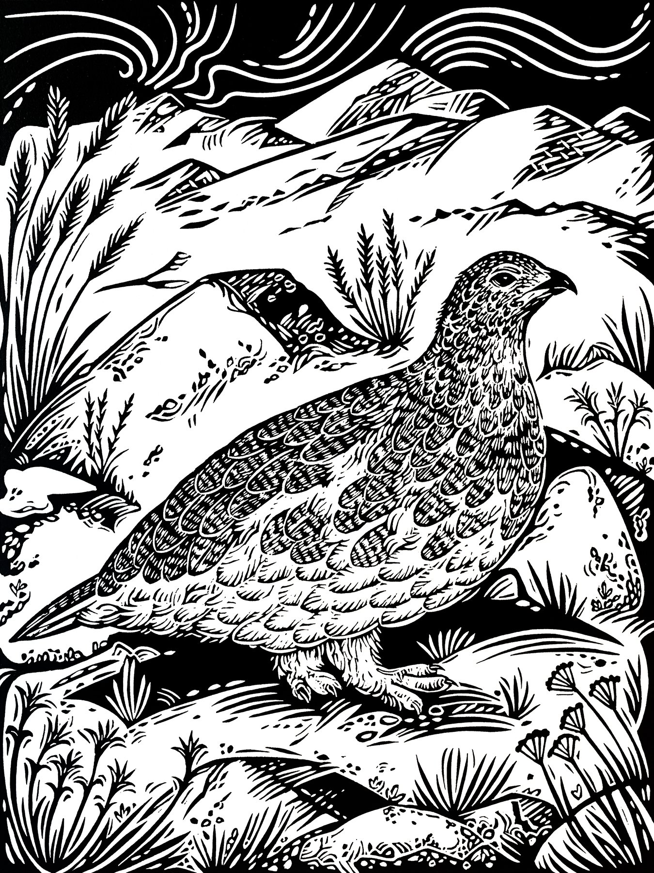 White-tailed Ptarmigan photo sm.jpg