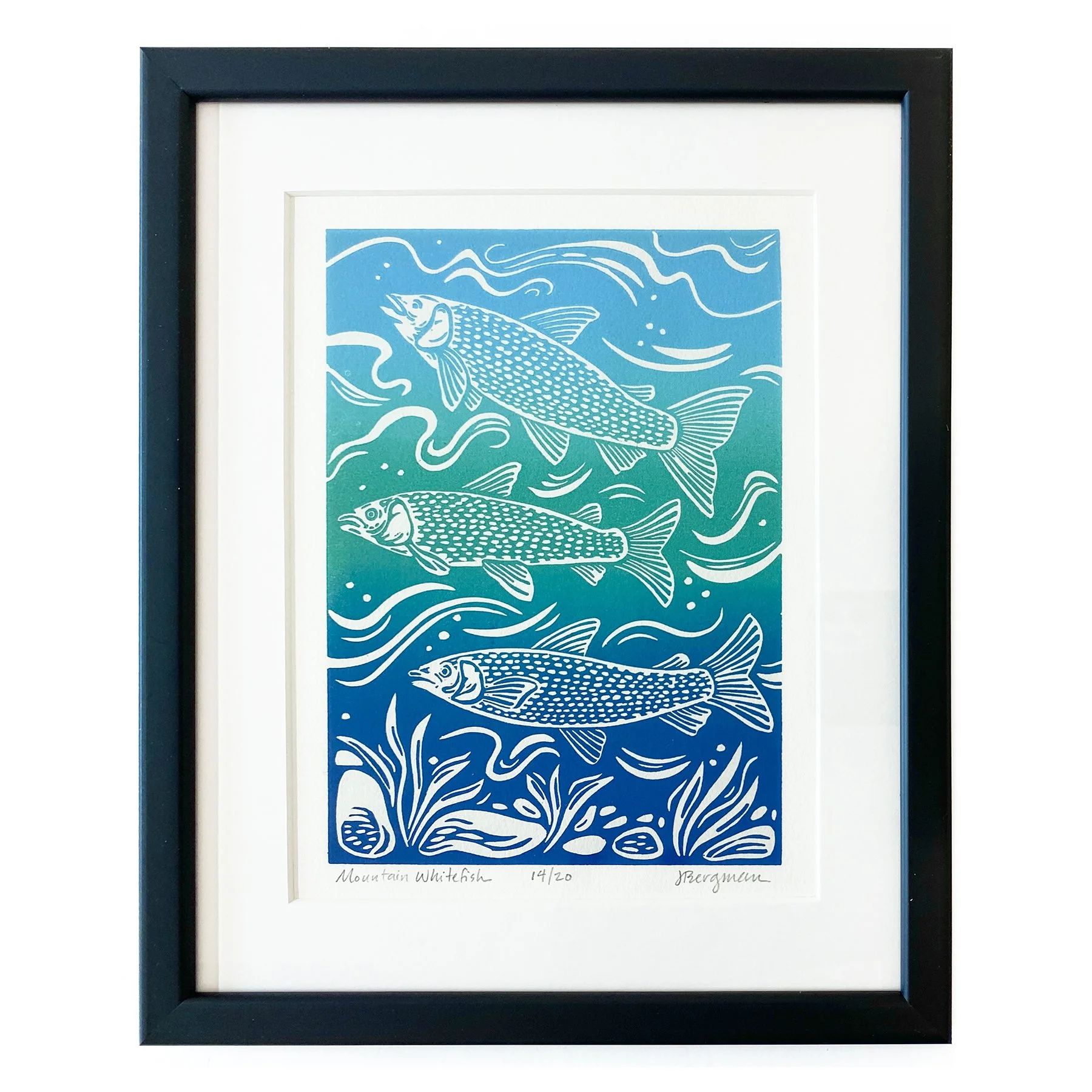 Mountain Whitefish 14-20 framed sm.jpg