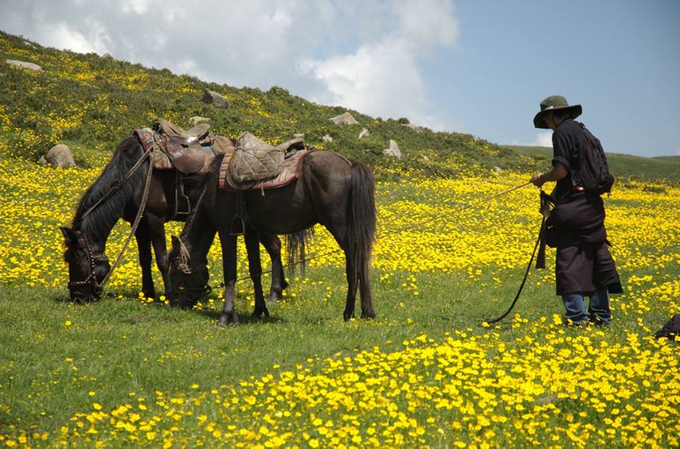 Blog_Horse journey on the grassland_1.jpg