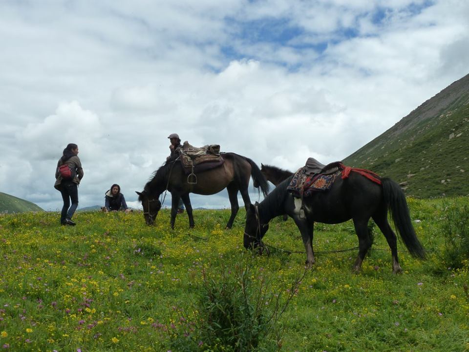 Blog_Horse journey on the grassland_4.jpg
