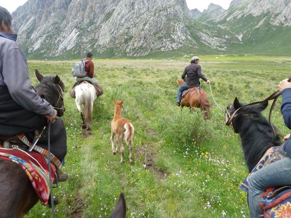 Blog_Horse journey on the grassland_5.jpg