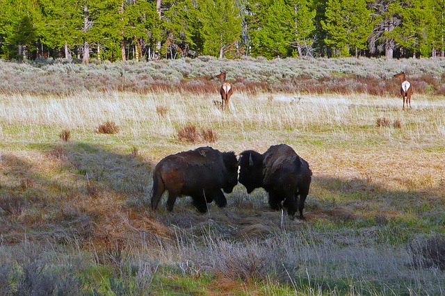 bisons.jpg