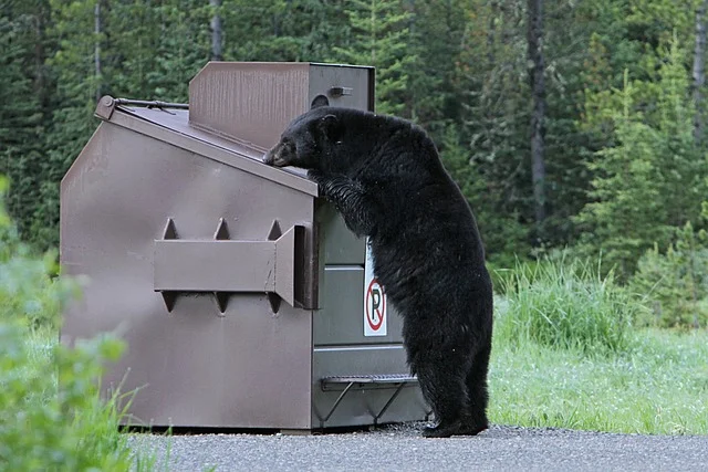 black-bear.jpg