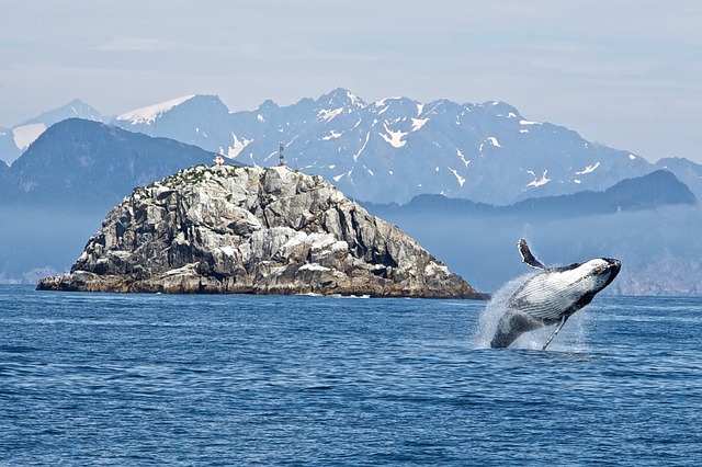 humpback-whale-Alaska.jpg
