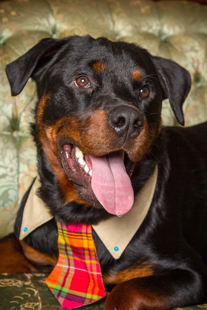 Tyson the Rottie - July 2012