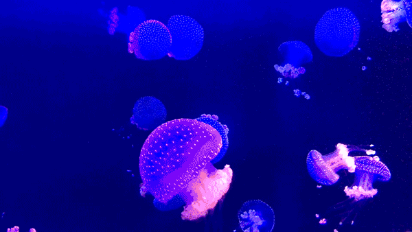 jellies.gif