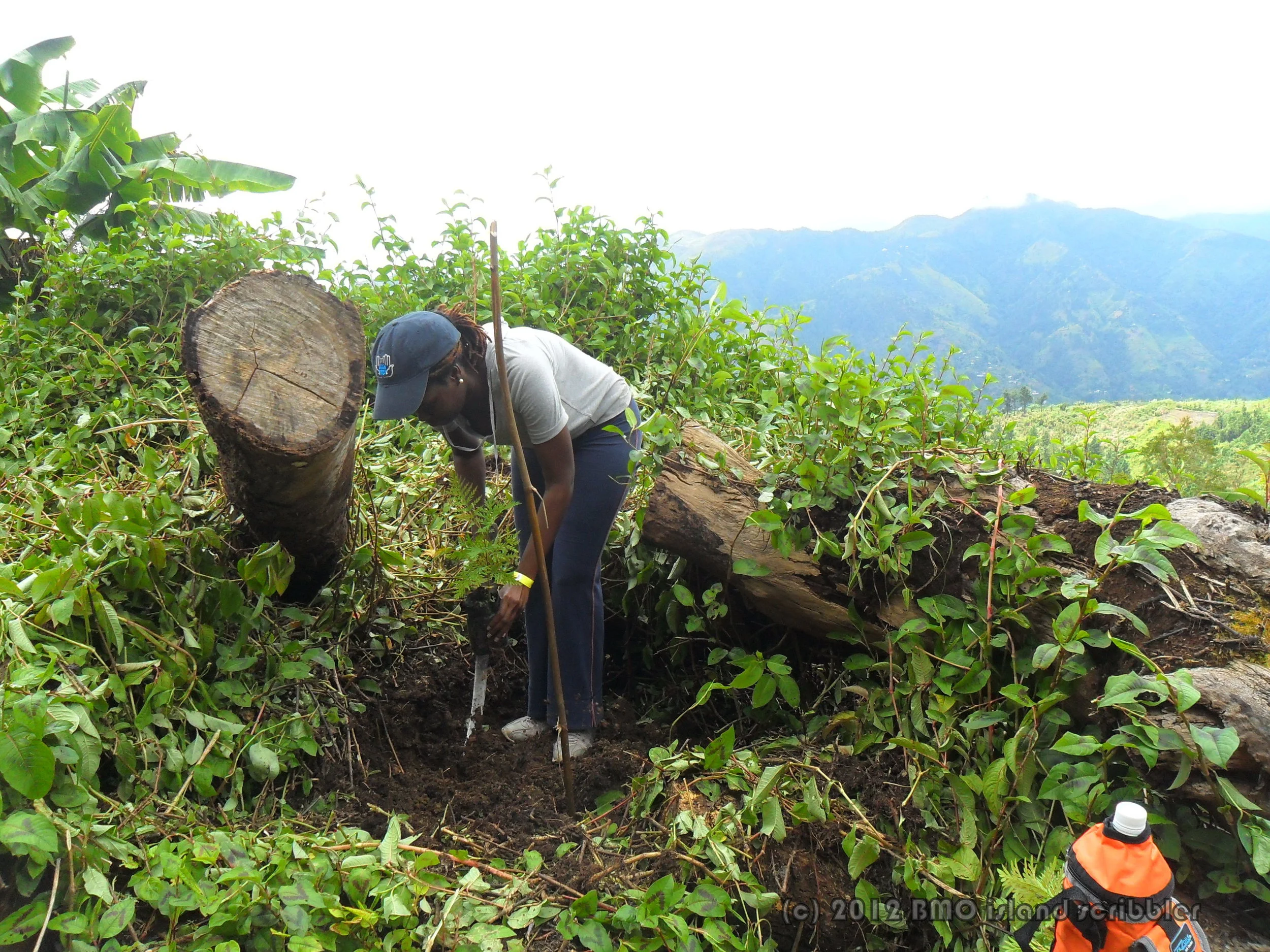 We understand the principles of sustainable forest management and incorporate best practice