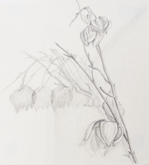 Shadow Study