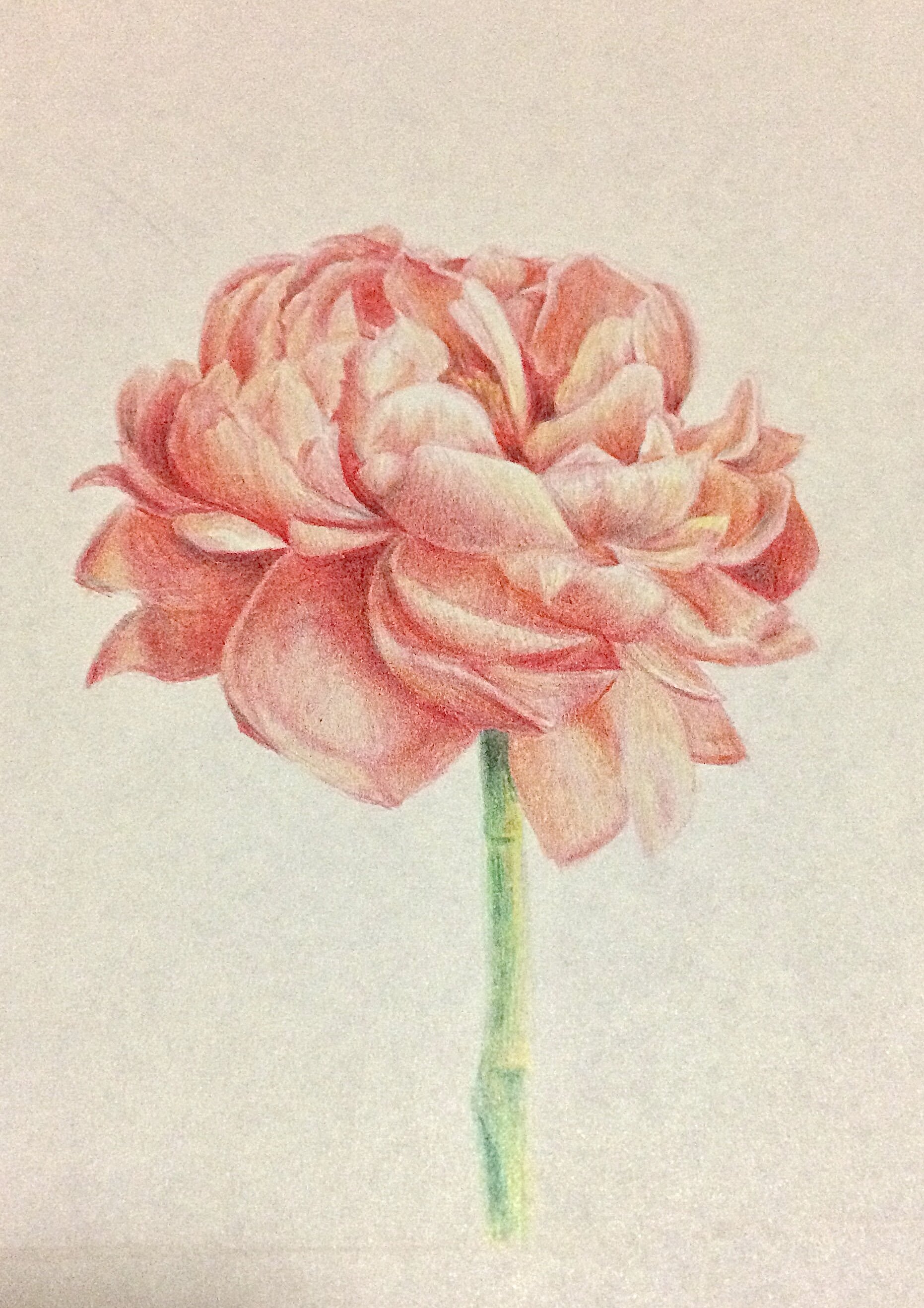 Peony