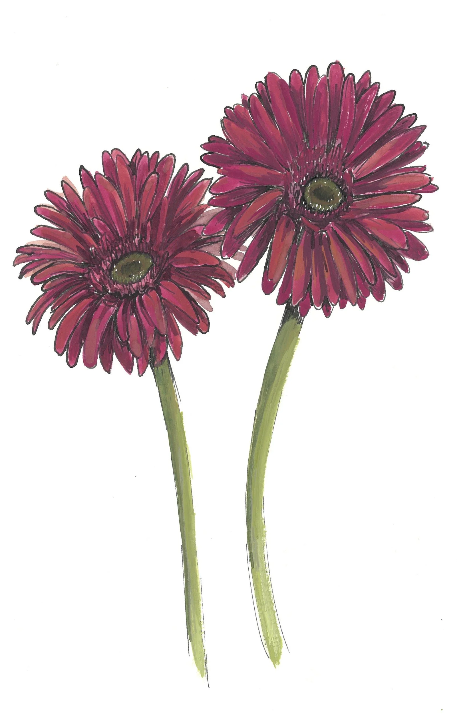 gerbera daisies ink gouache.jpg