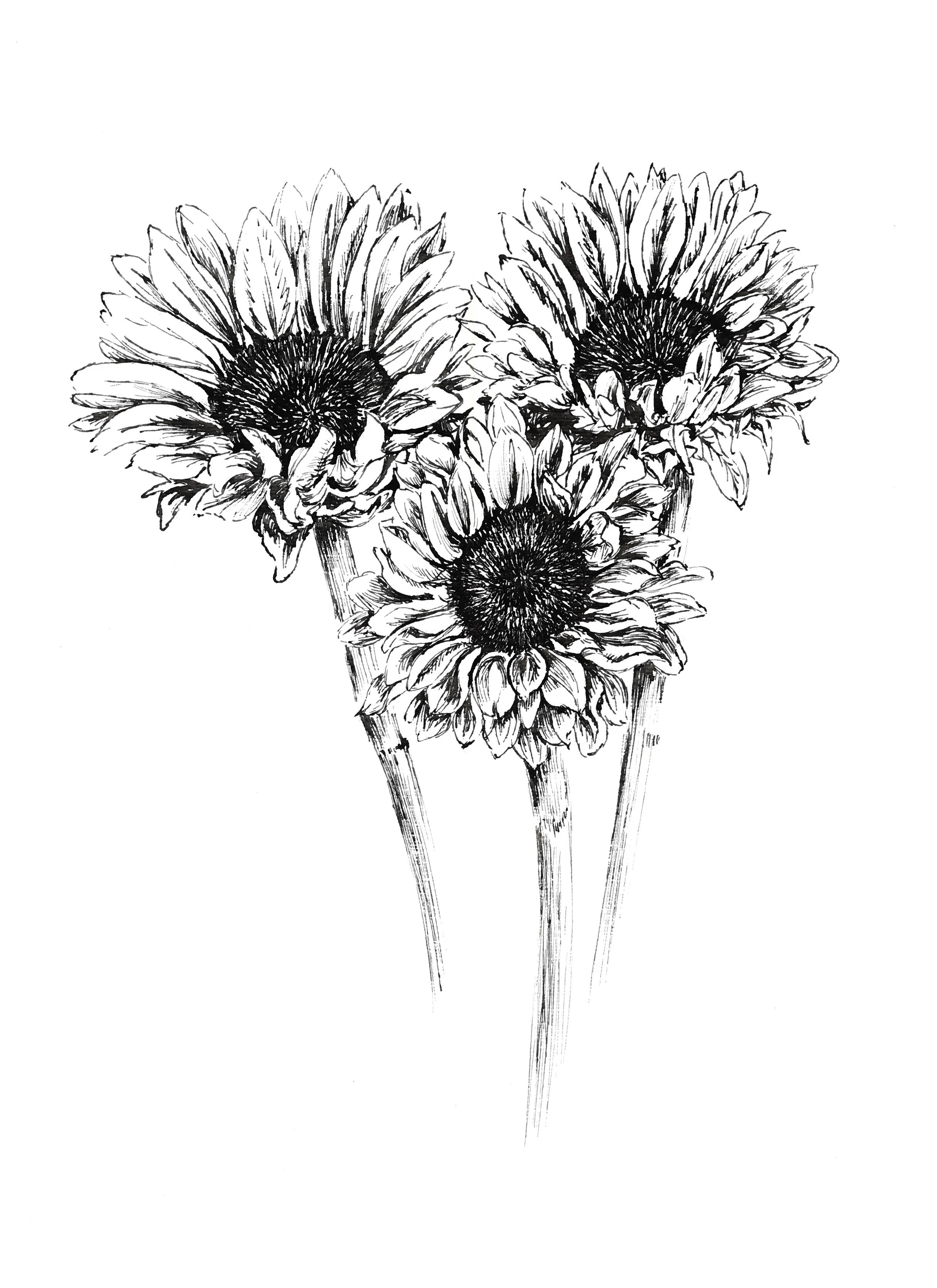 Sunflower sketch copy.jpg