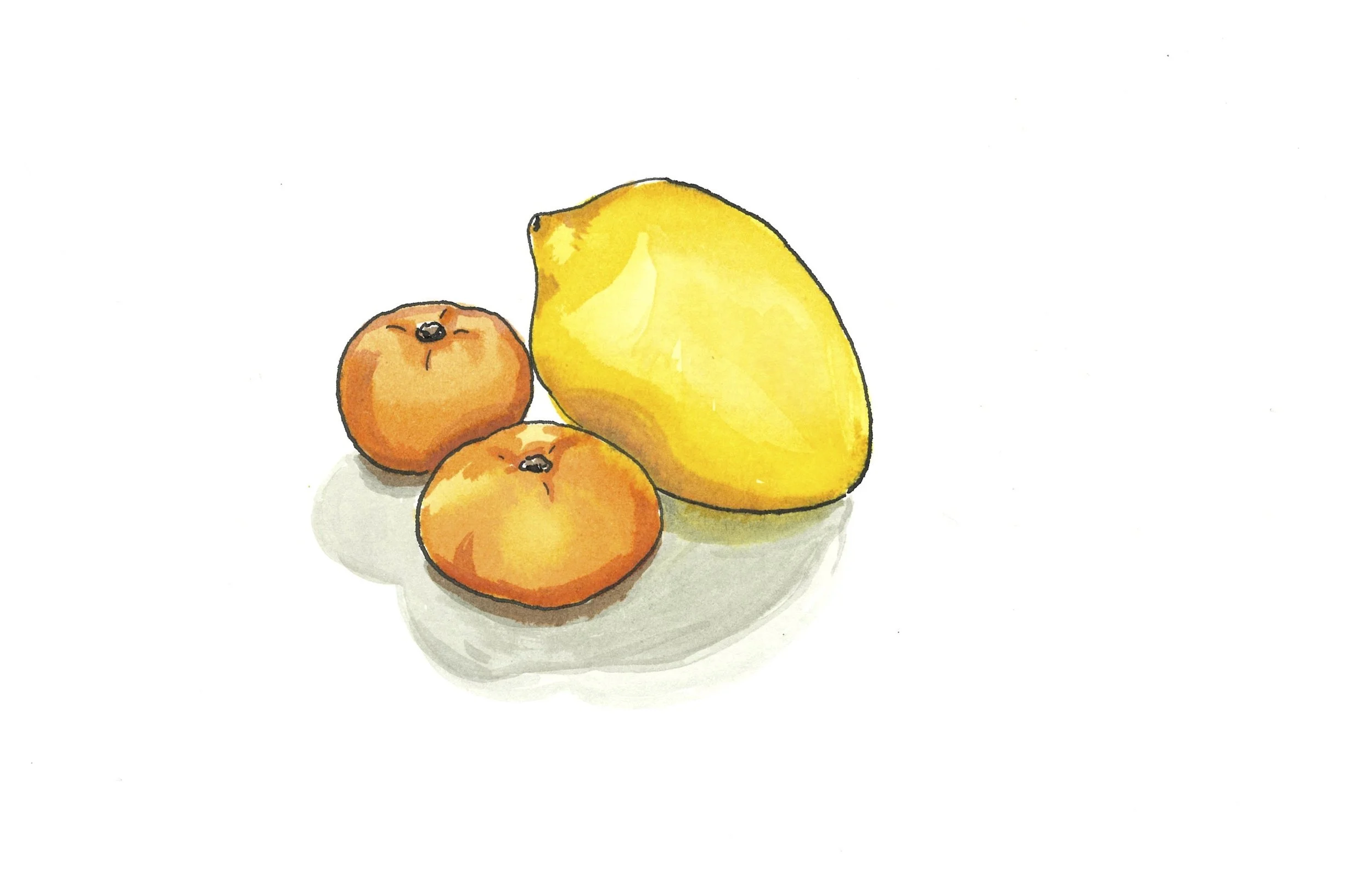 lemons oranges ink.jpg