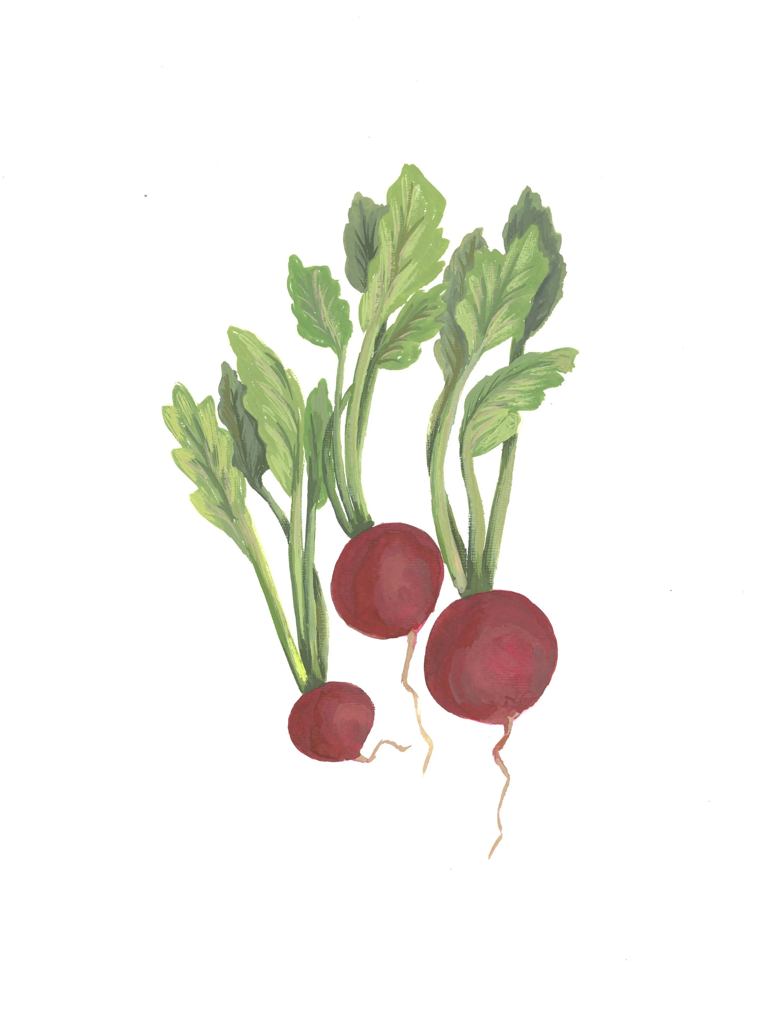 radishes gouache.jpg