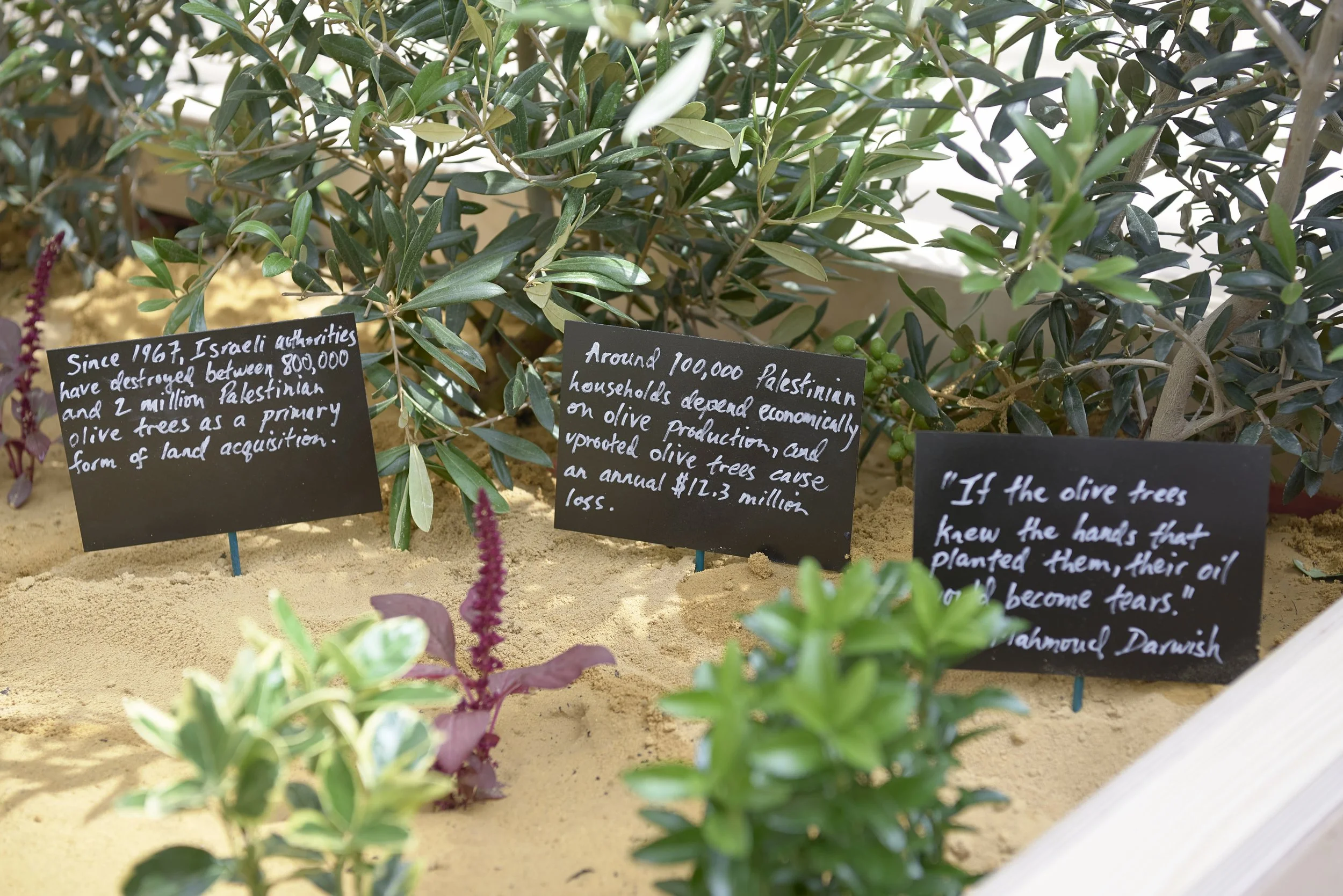 The Waiting Gardens of the North features trees, plants, flowers, and herbs requested by the local community of migrants, who miss aspects of their home landscapes, and wish to make them take root, whilst they wait, hopefully, to take root themselves