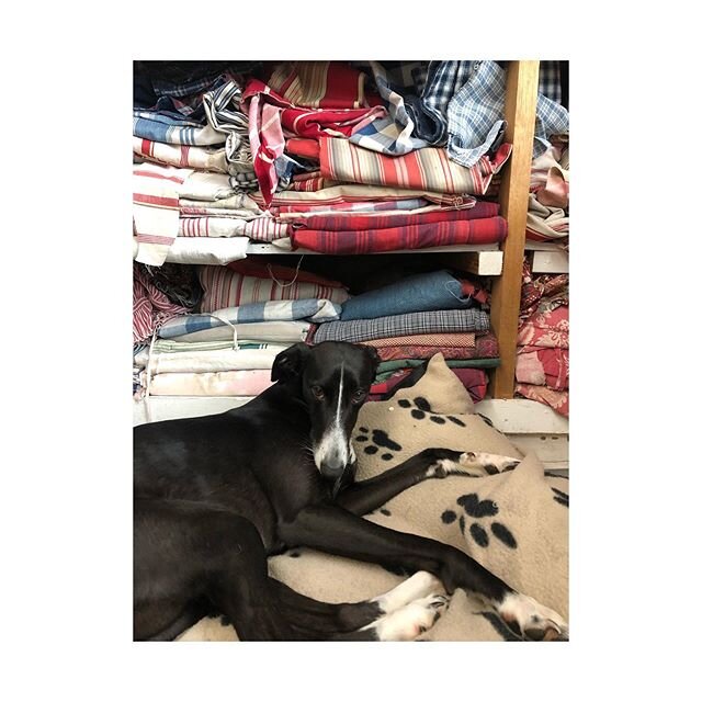 Our studio pup deciding this is the only place she&rsquo;s going for the day. Stay dry everyone!! 🌧 &bull;
&bull;
&bull;
&bull;
&bull;
#whippet #dogsofinsta #indigo #buy #ticking #french #puppy #cute #artistsupportpledge #dyer #antique