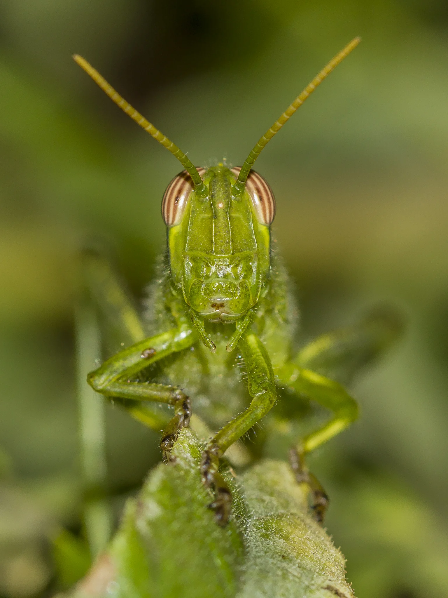 _MG_6415_1.jpg