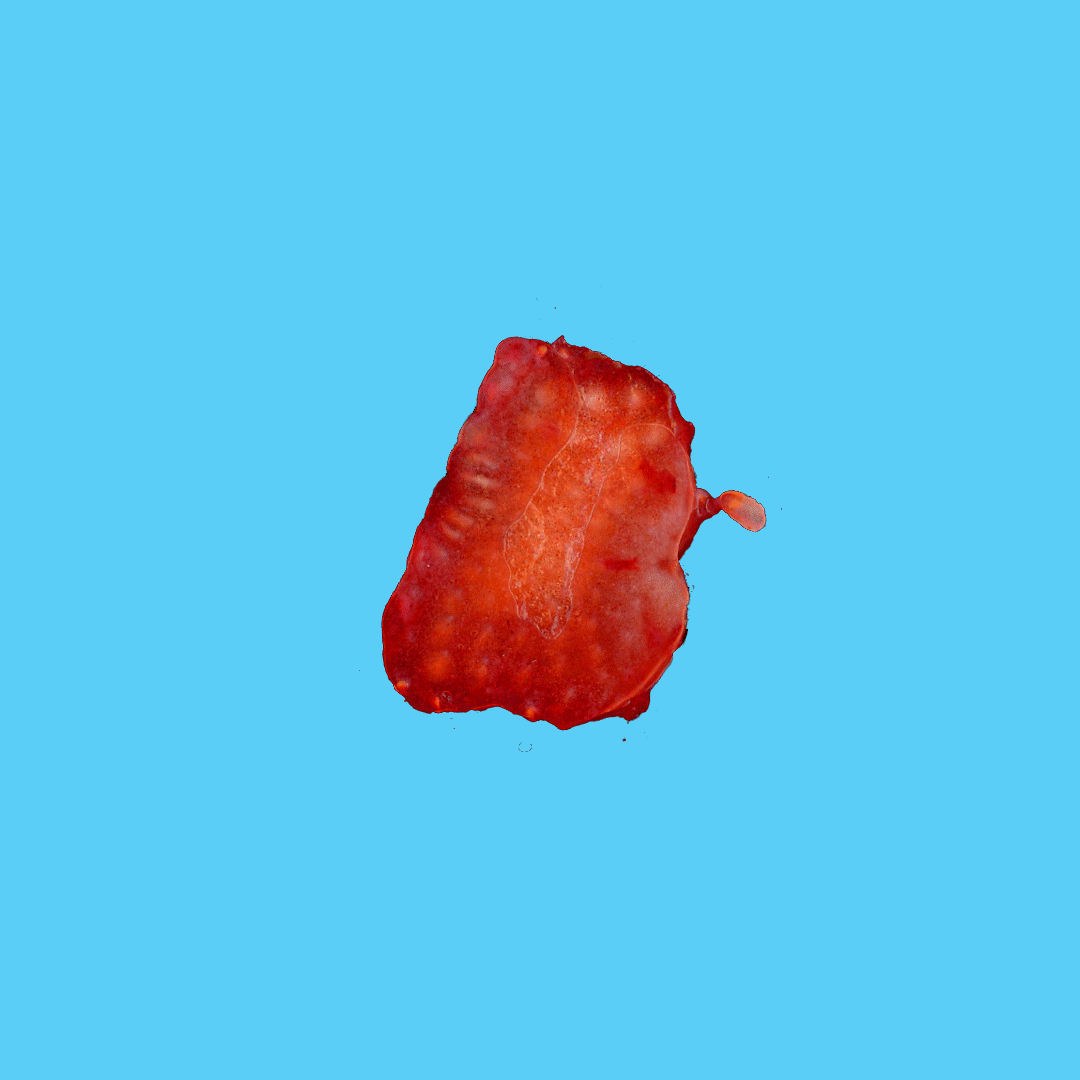 sq1.gif