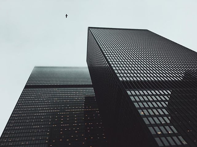 Bird on a grey day.