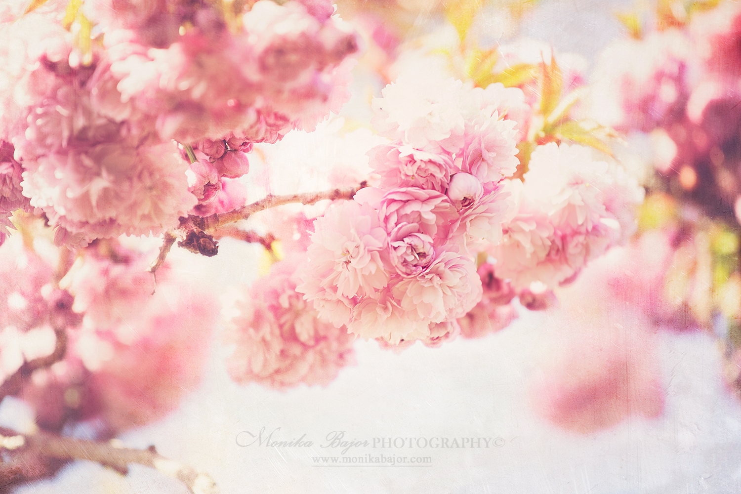 Soft Love