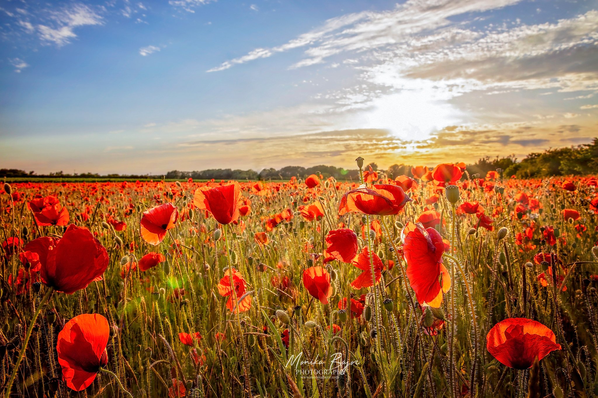 01-pippies-meadow-field-flowers-red-sunset-monika bajor photography.jpg