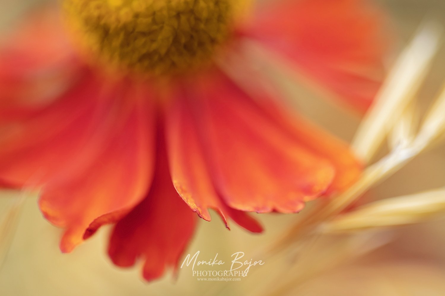 01-orange flower-abstract-echinacea sombrero-flowers-macro-photography-wall art-monika bajor photography.jpg