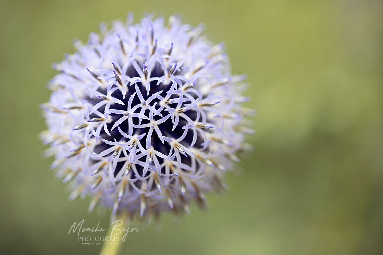 02-agapanthus-flowers-macro-photography-wall art-monika bajor photography.jpg