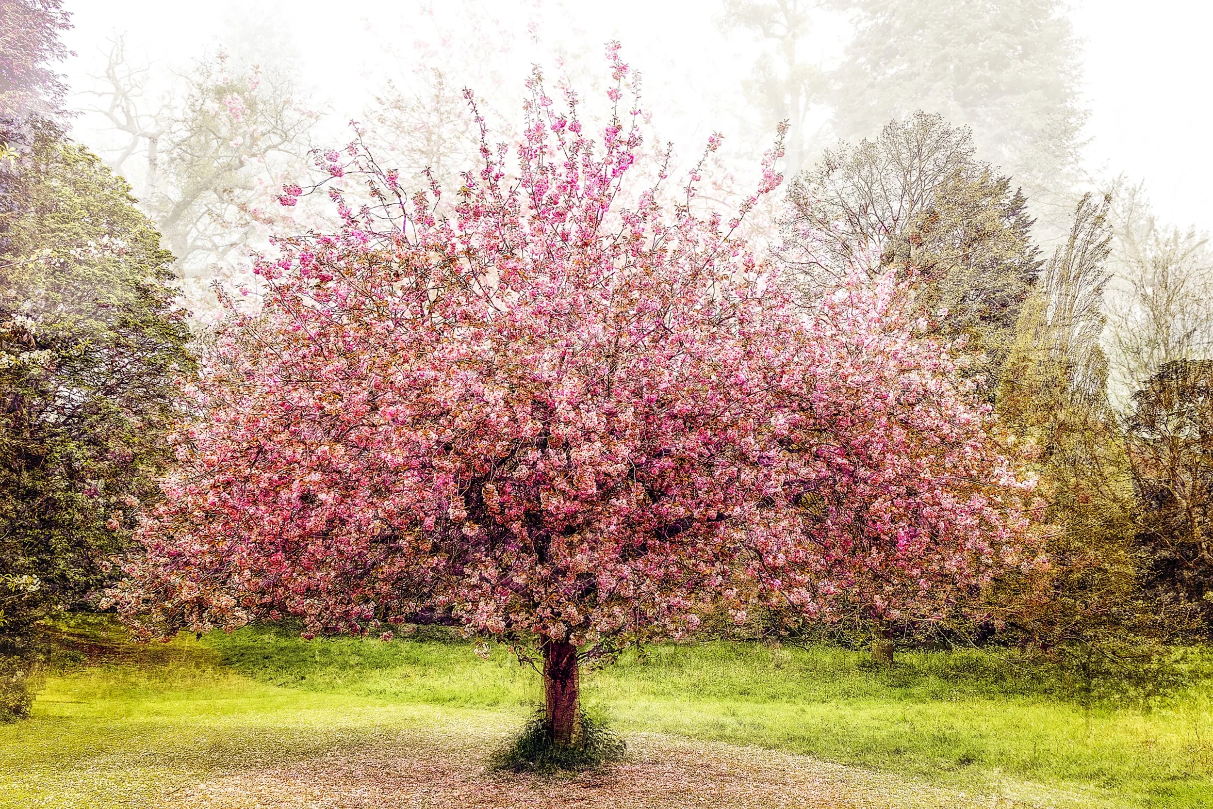 Cherry Blossom Elegance