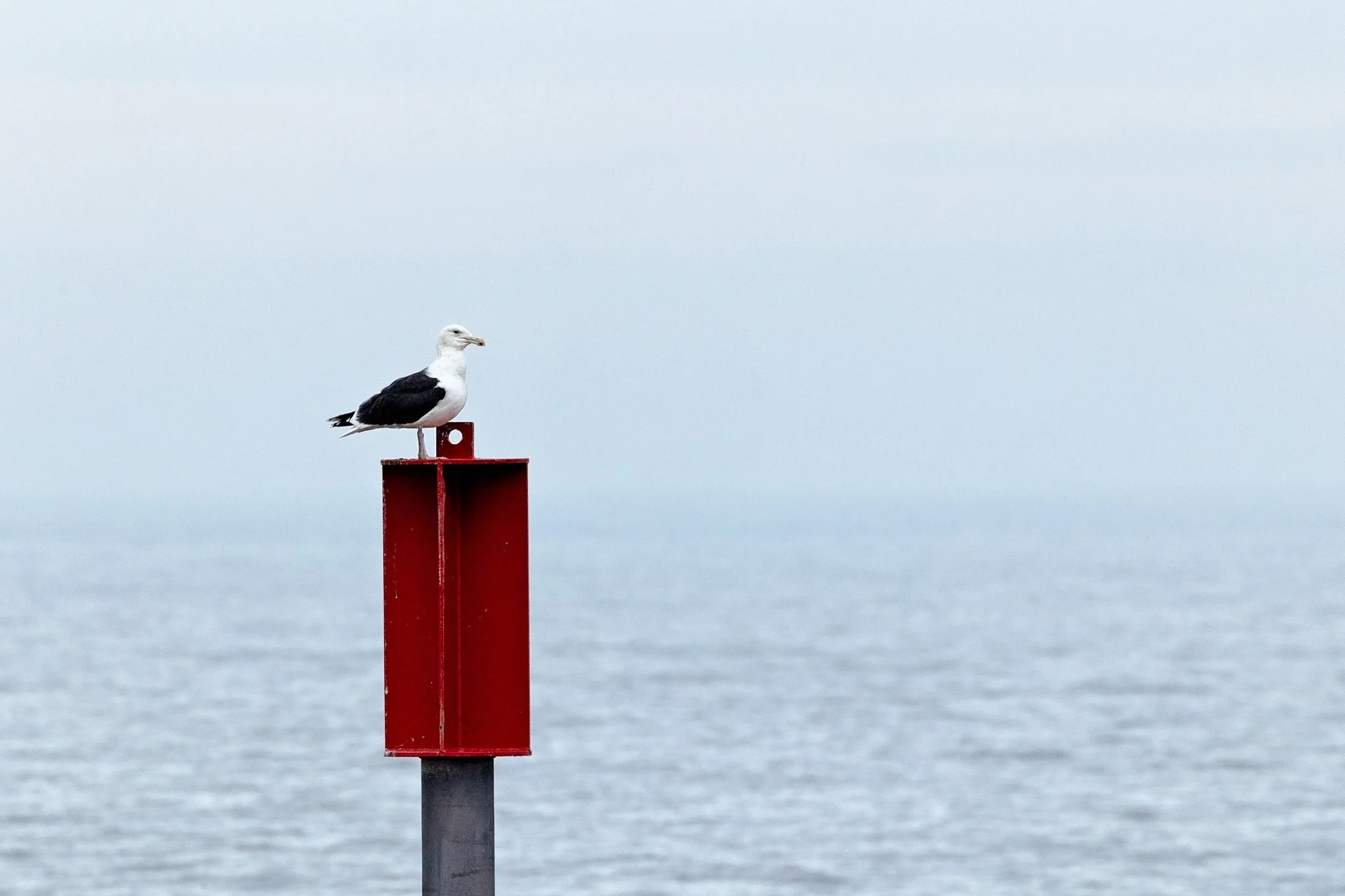 18_monika bajor photography_grey seals_horsey gap.jpg