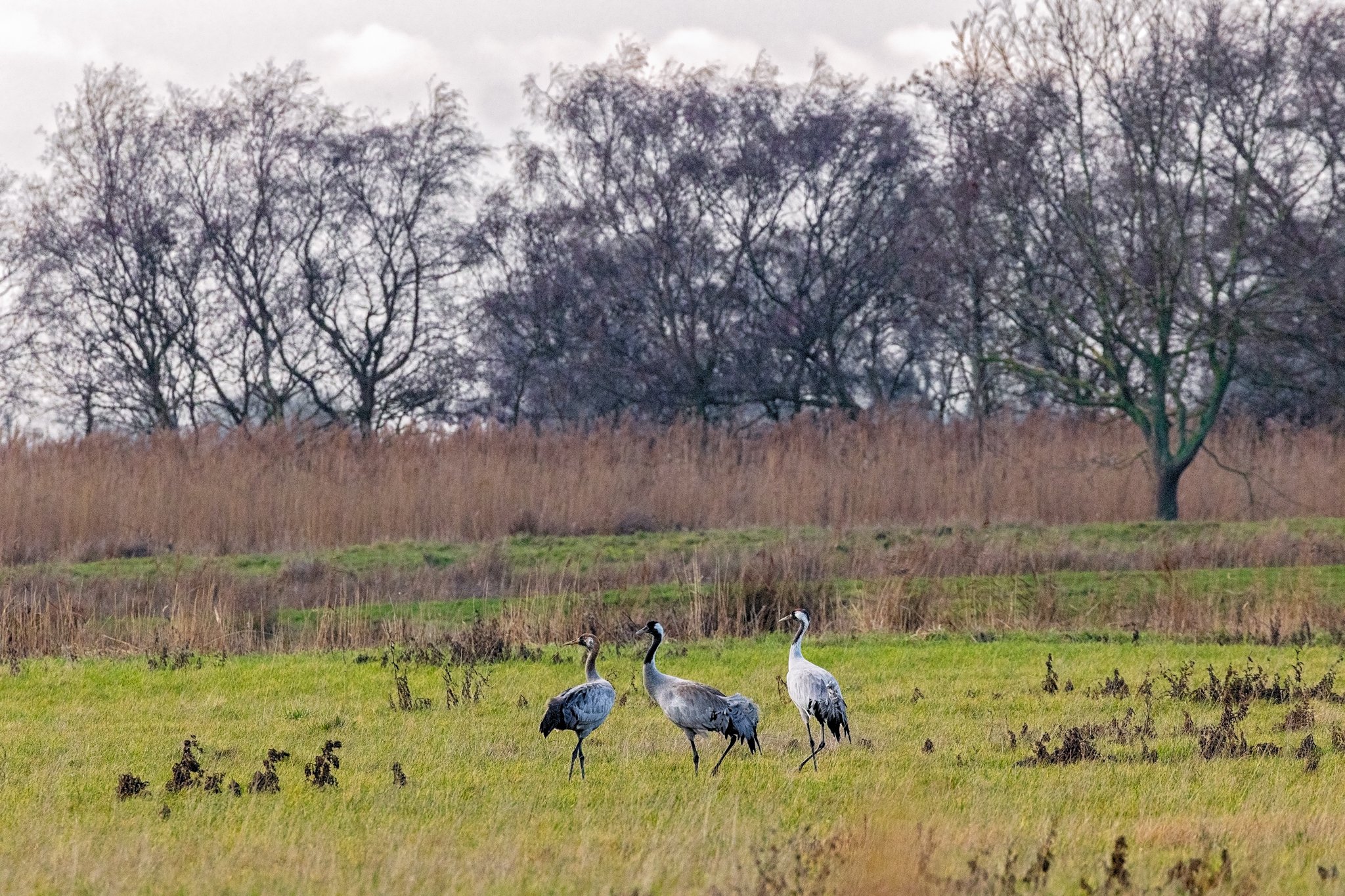 02_monika bajor photography_grey seals_horsey gap.jpg