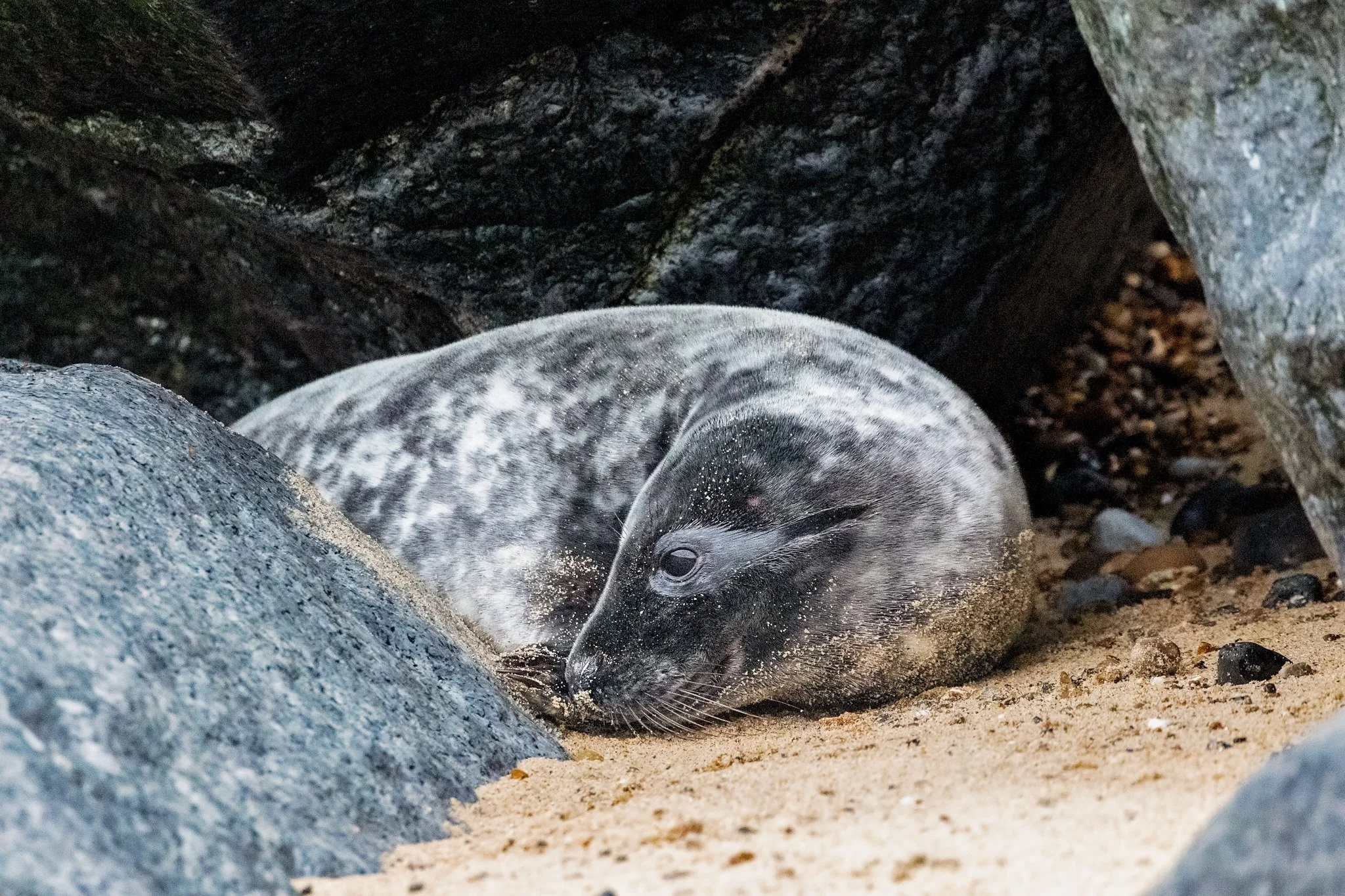 66_monika bajor photography_grey seals_horsey gap.jpg