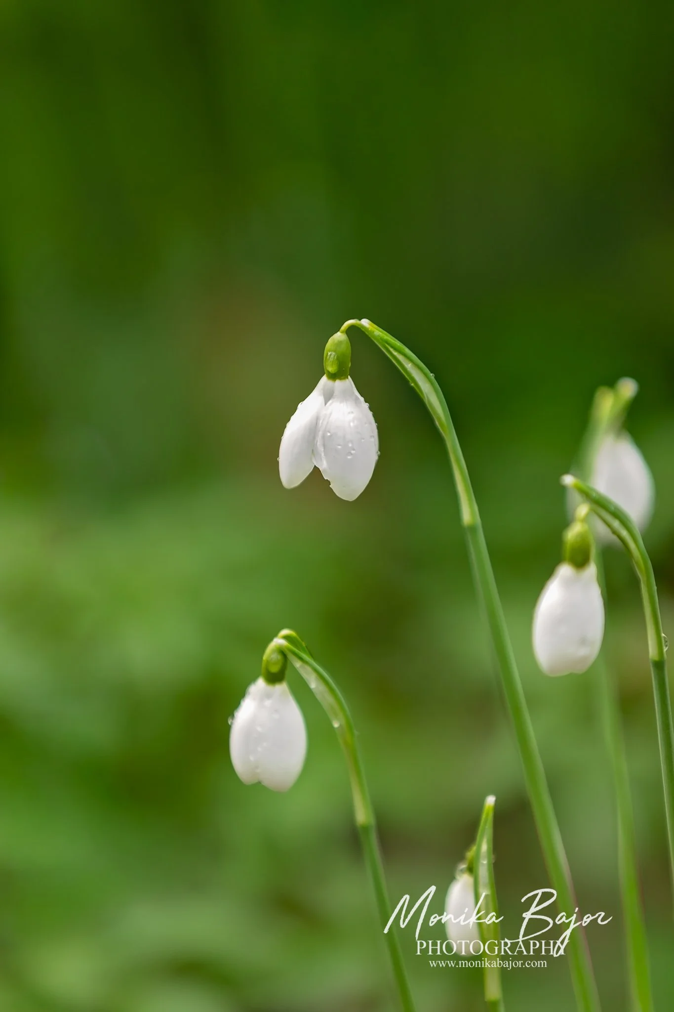 03_monika bajor photography_black swan_st ives.jpg