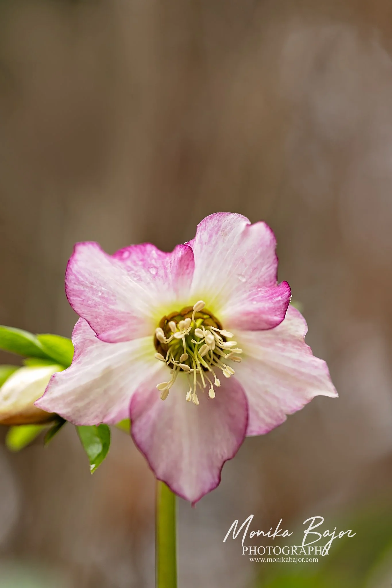 10_monika bajor photography_black swan_st ives.jpg