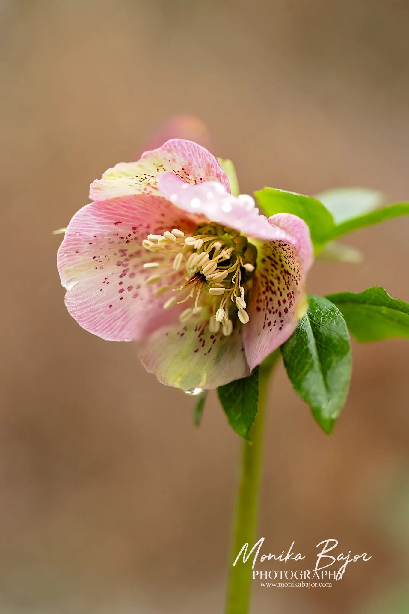 26_monika bajor photography_black swan_st ives.jpg