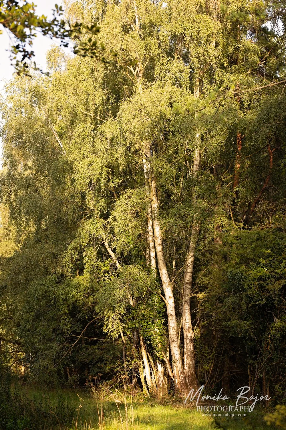 106Monika Bajor Photography-Oxburgh-Oxborough-Weeding Castle-Thetford Forest.jpg